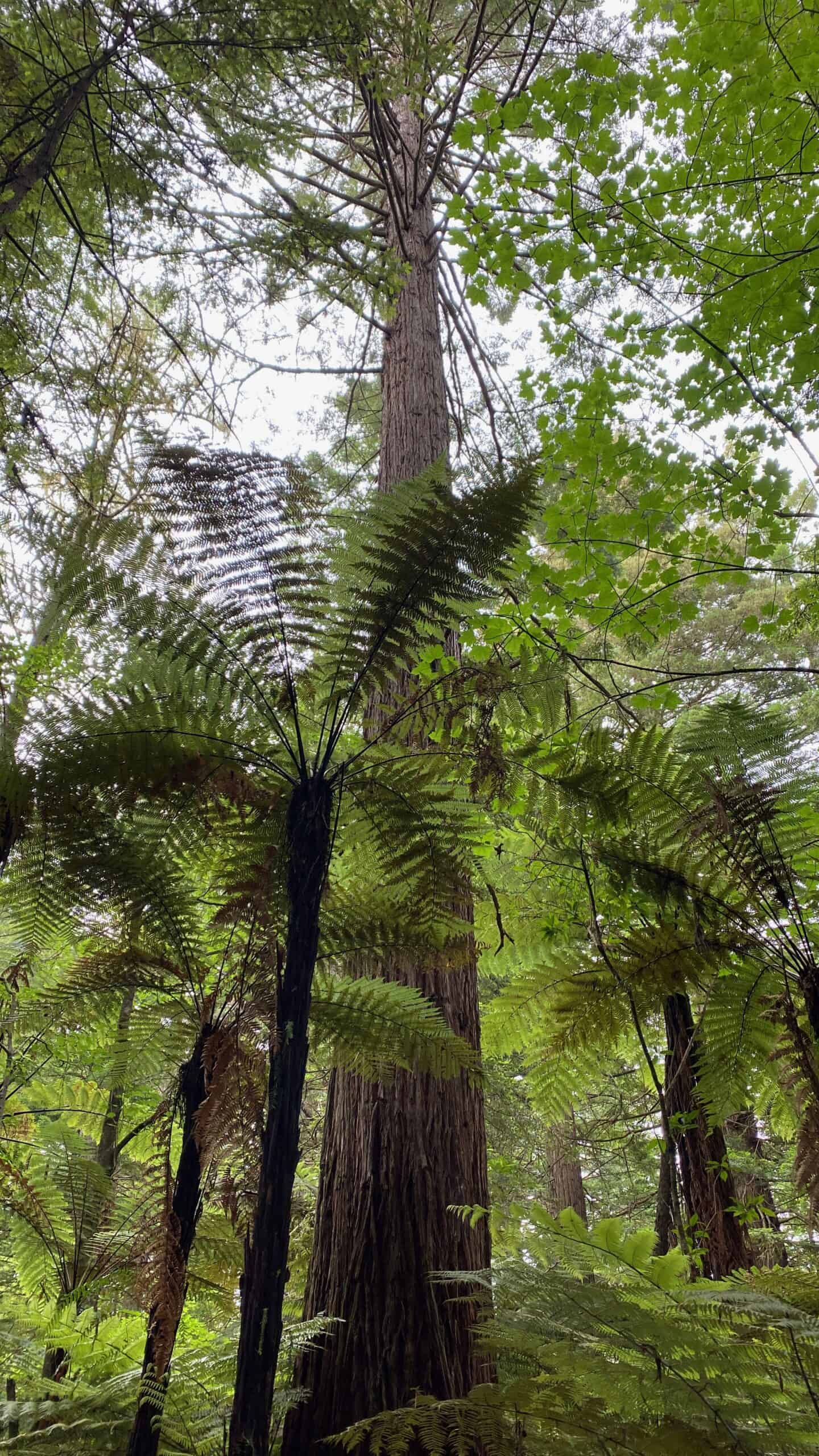 The preserved Redwood forest in Rotorua