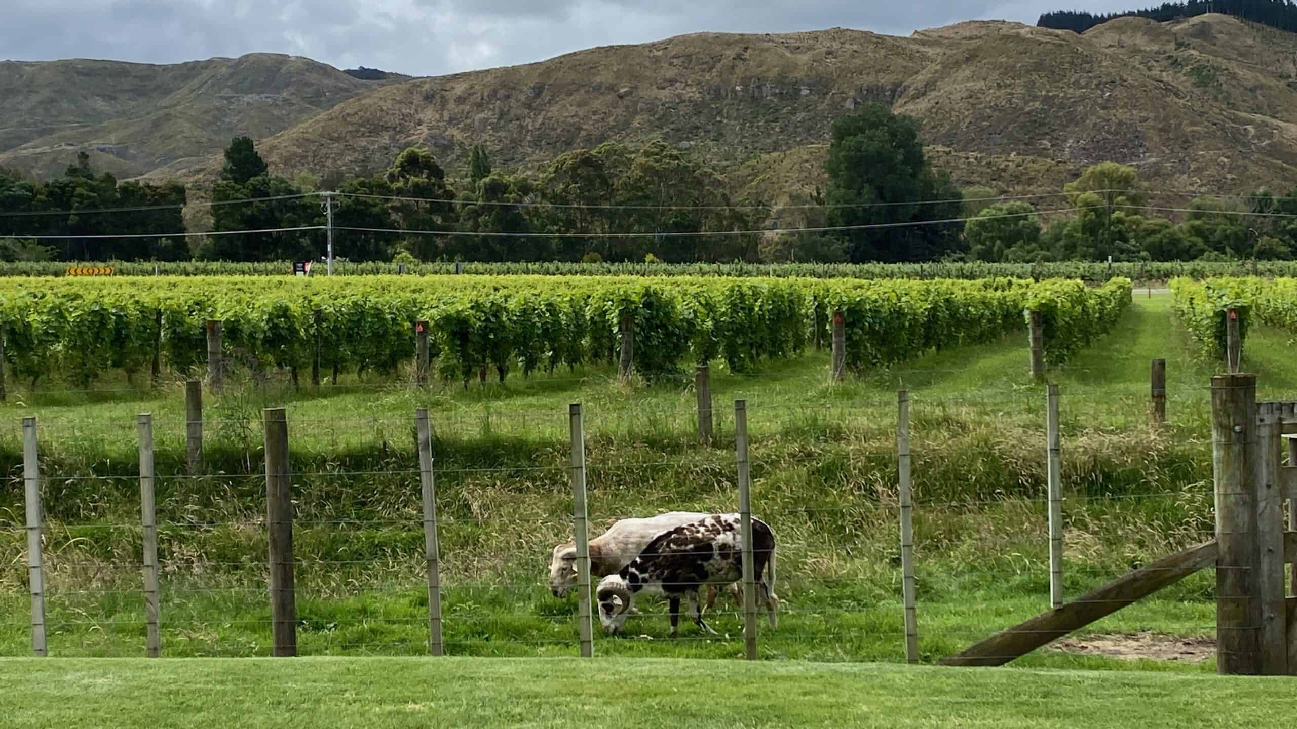 Agriculture is a main economic factor in New Zealand - vineyards and goats