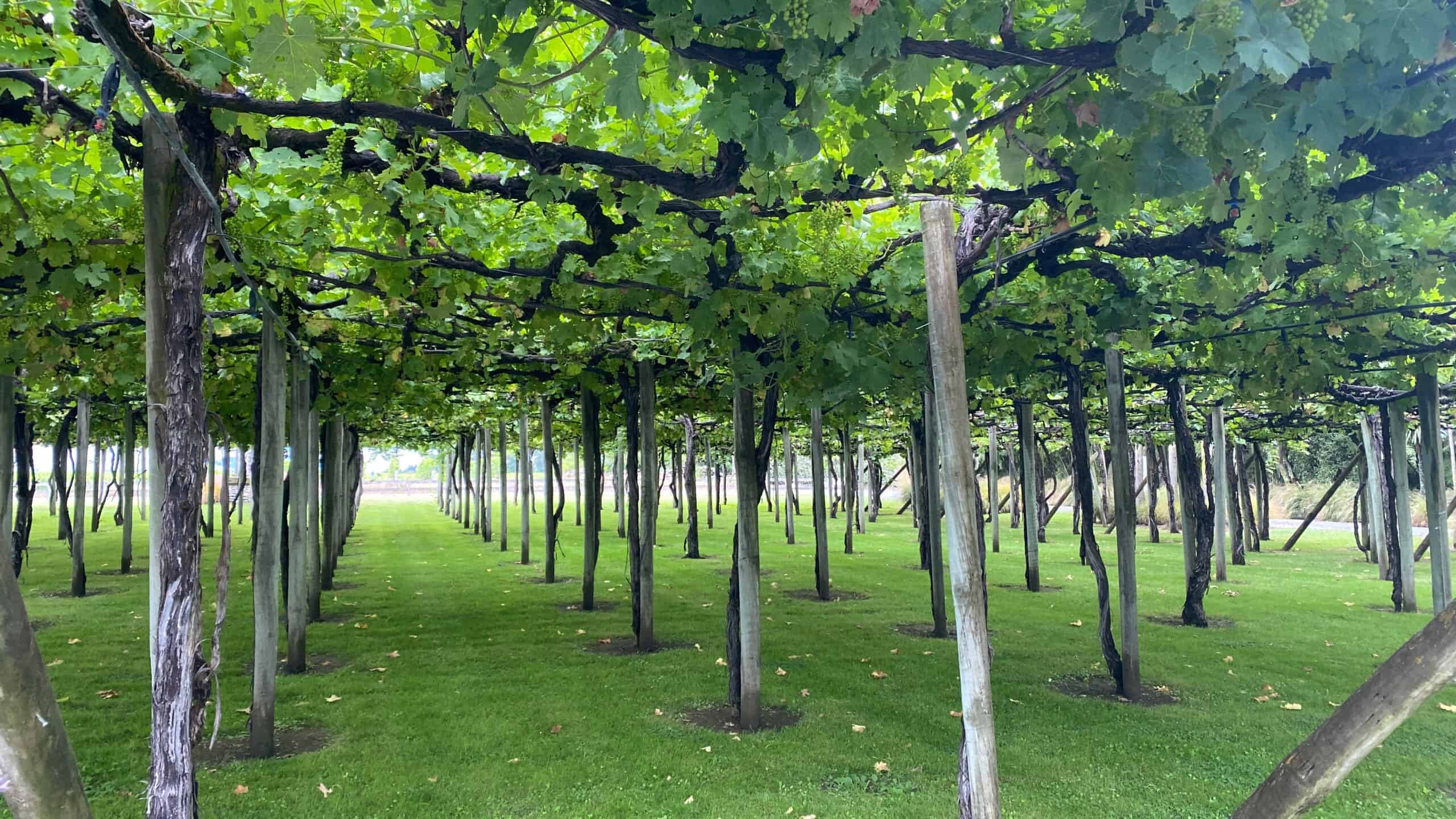 Vineyards at Hunters
