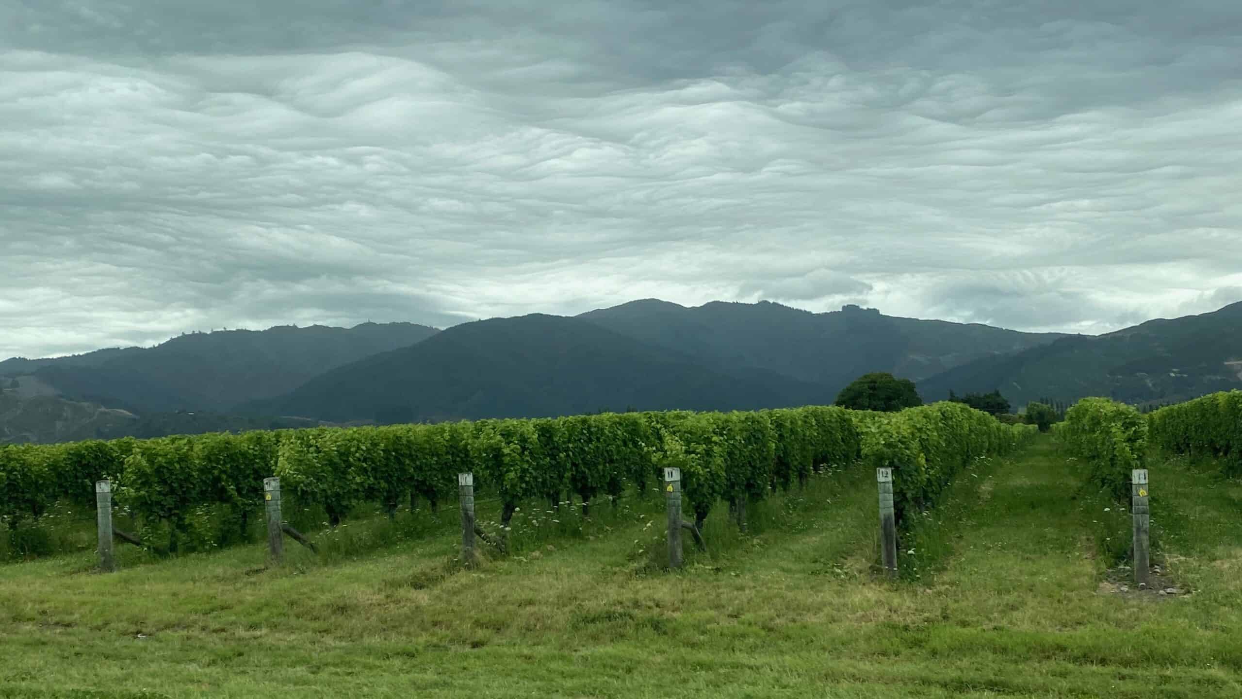 Vineyards at Allan Scott