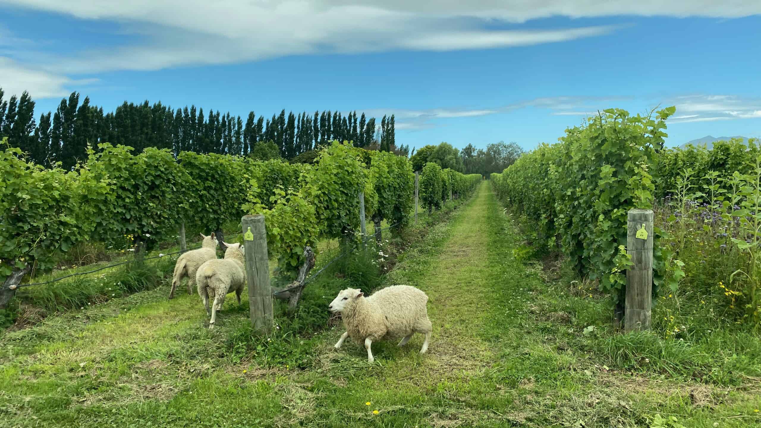 Rock Ferry is an organic winery