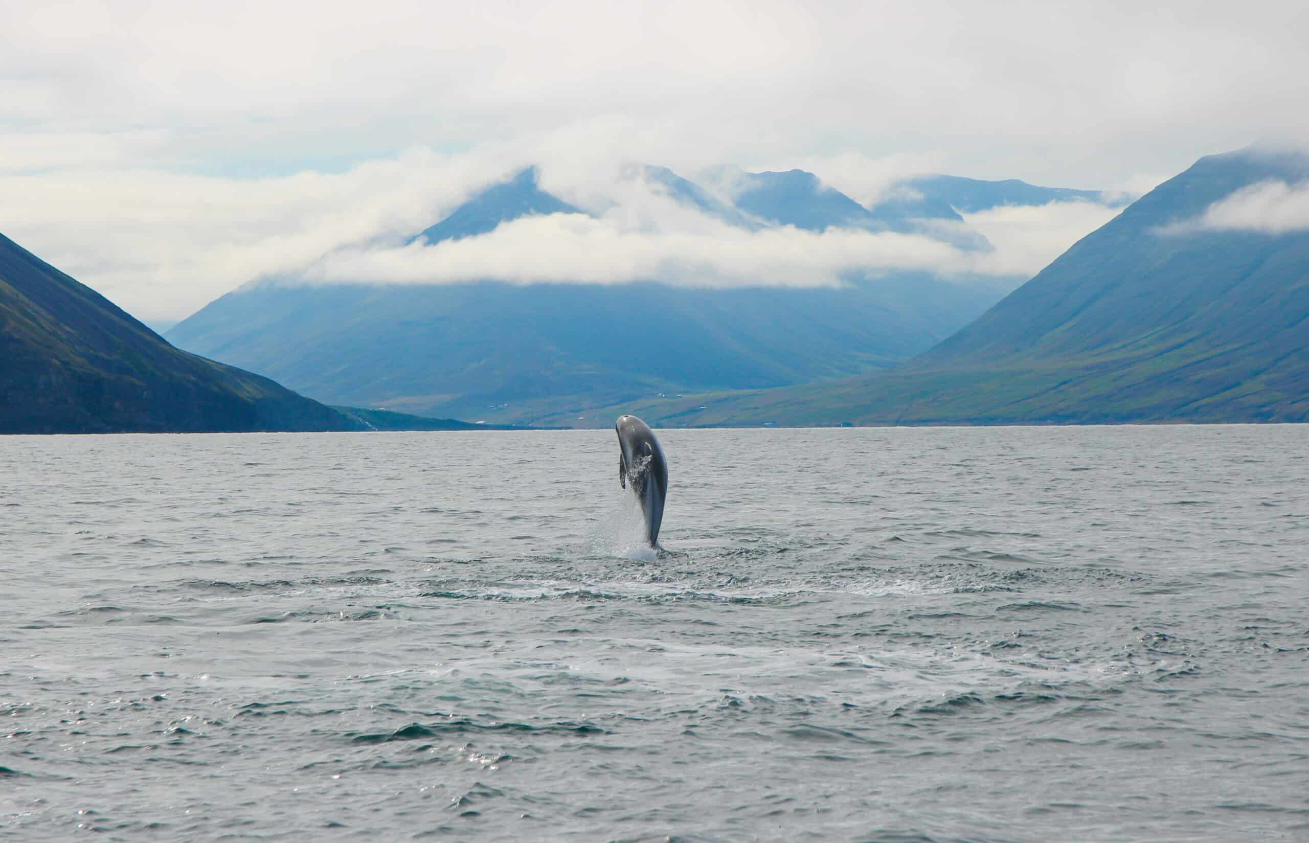 Dolphins on the whale watching tour