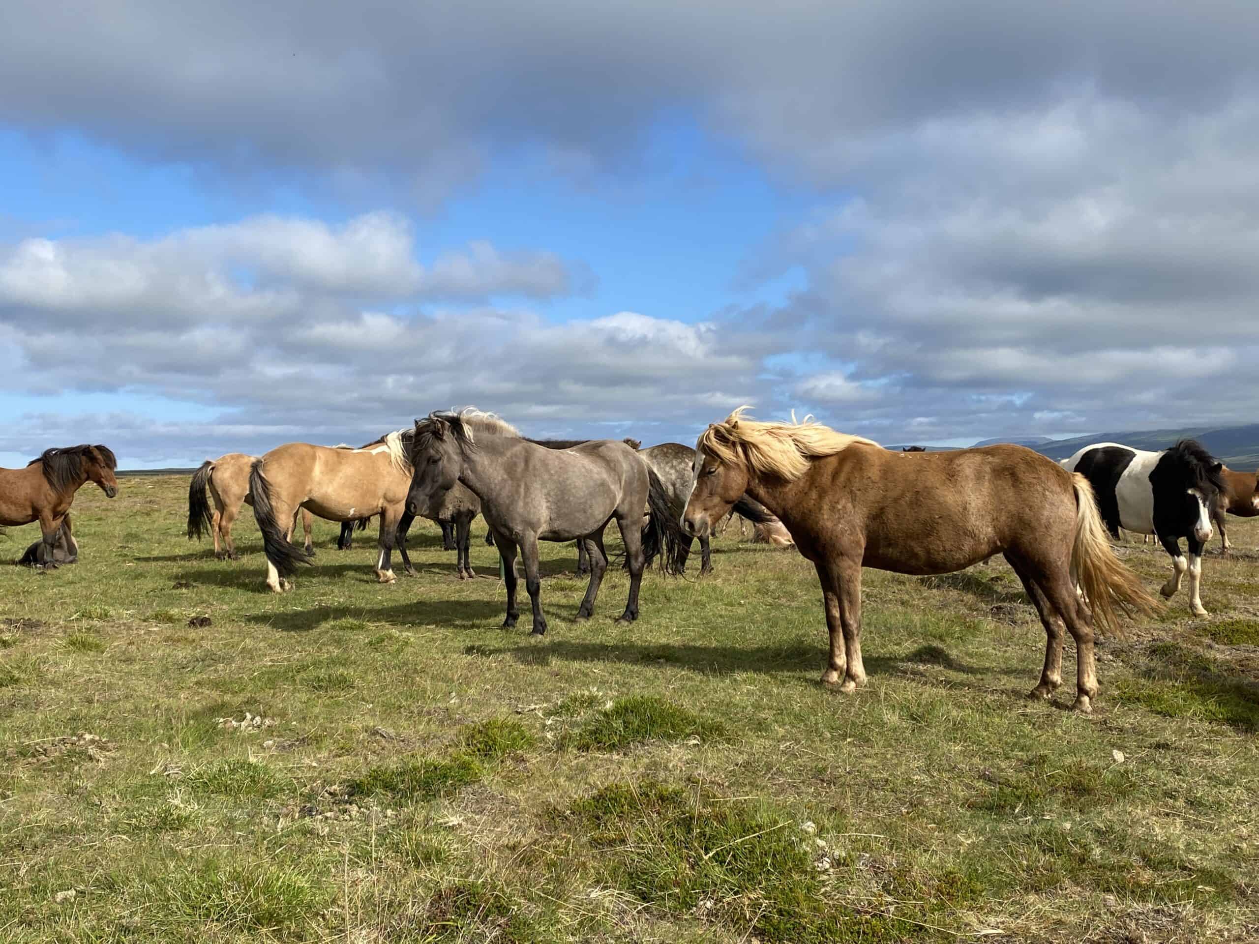 Icelandic horses