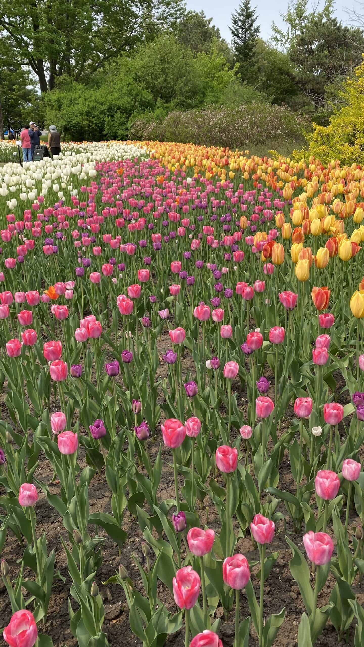 Tulips in Ottawa