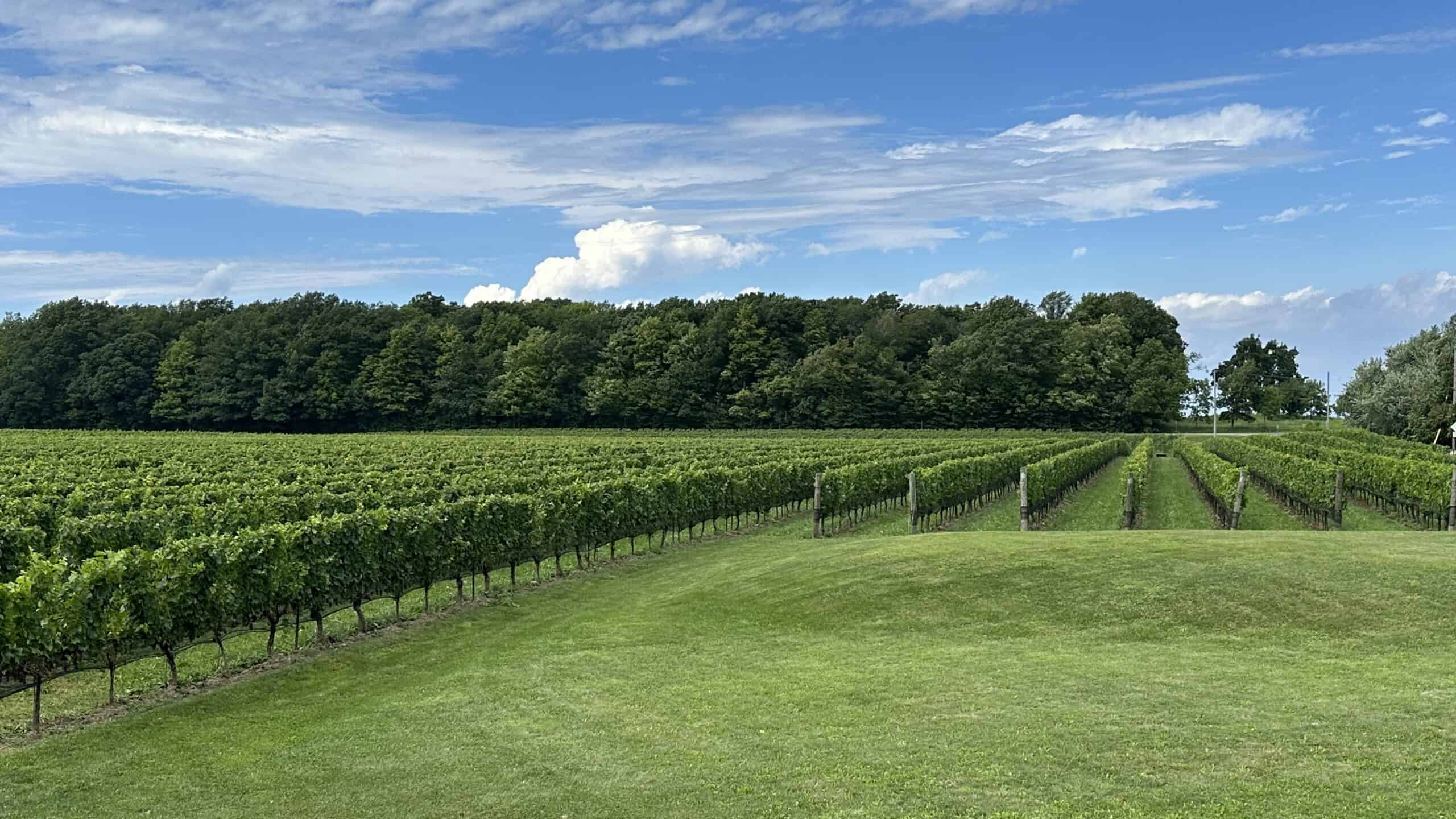 The vineyard at Hidden Bench