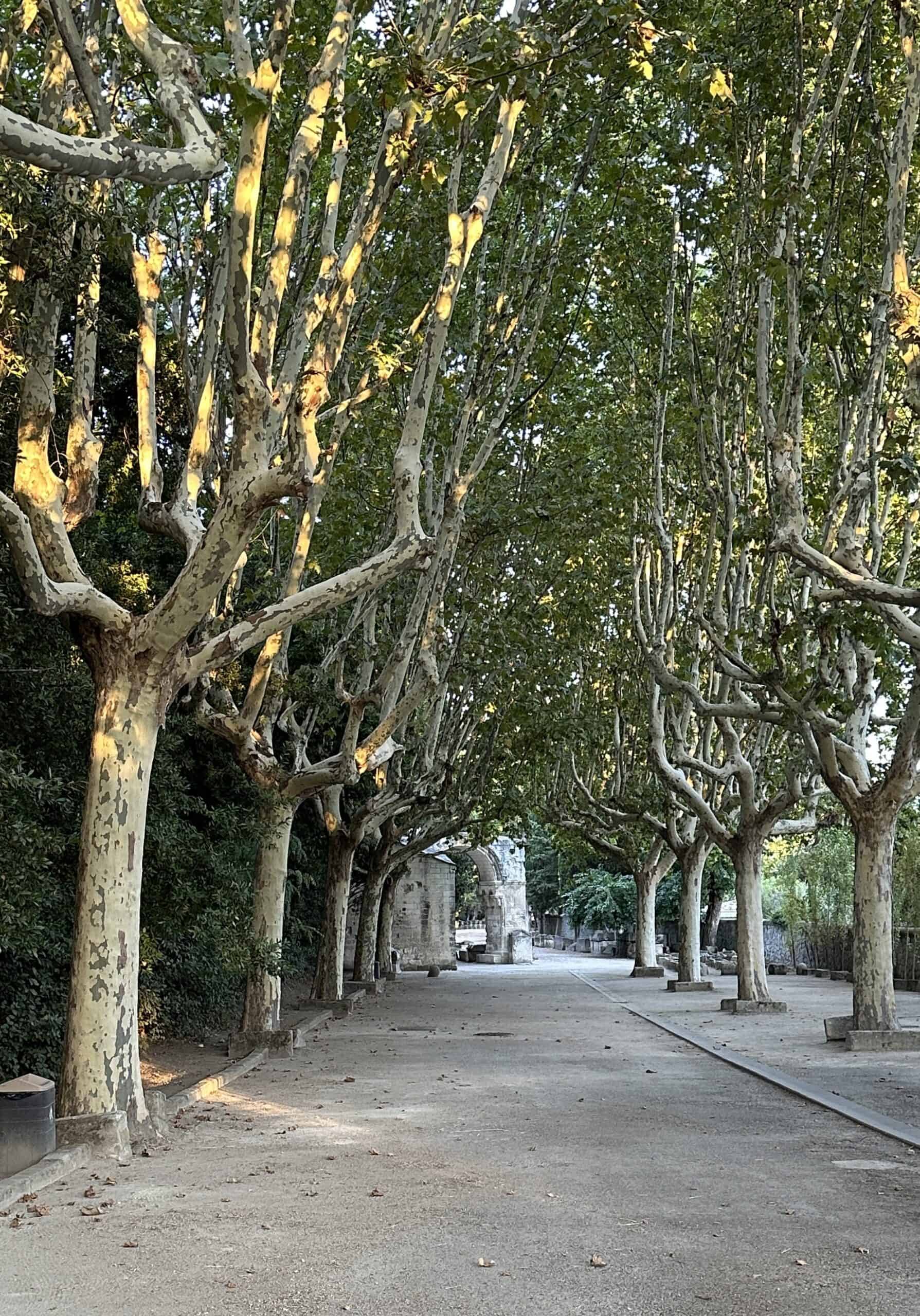 Alyschamps in Arles