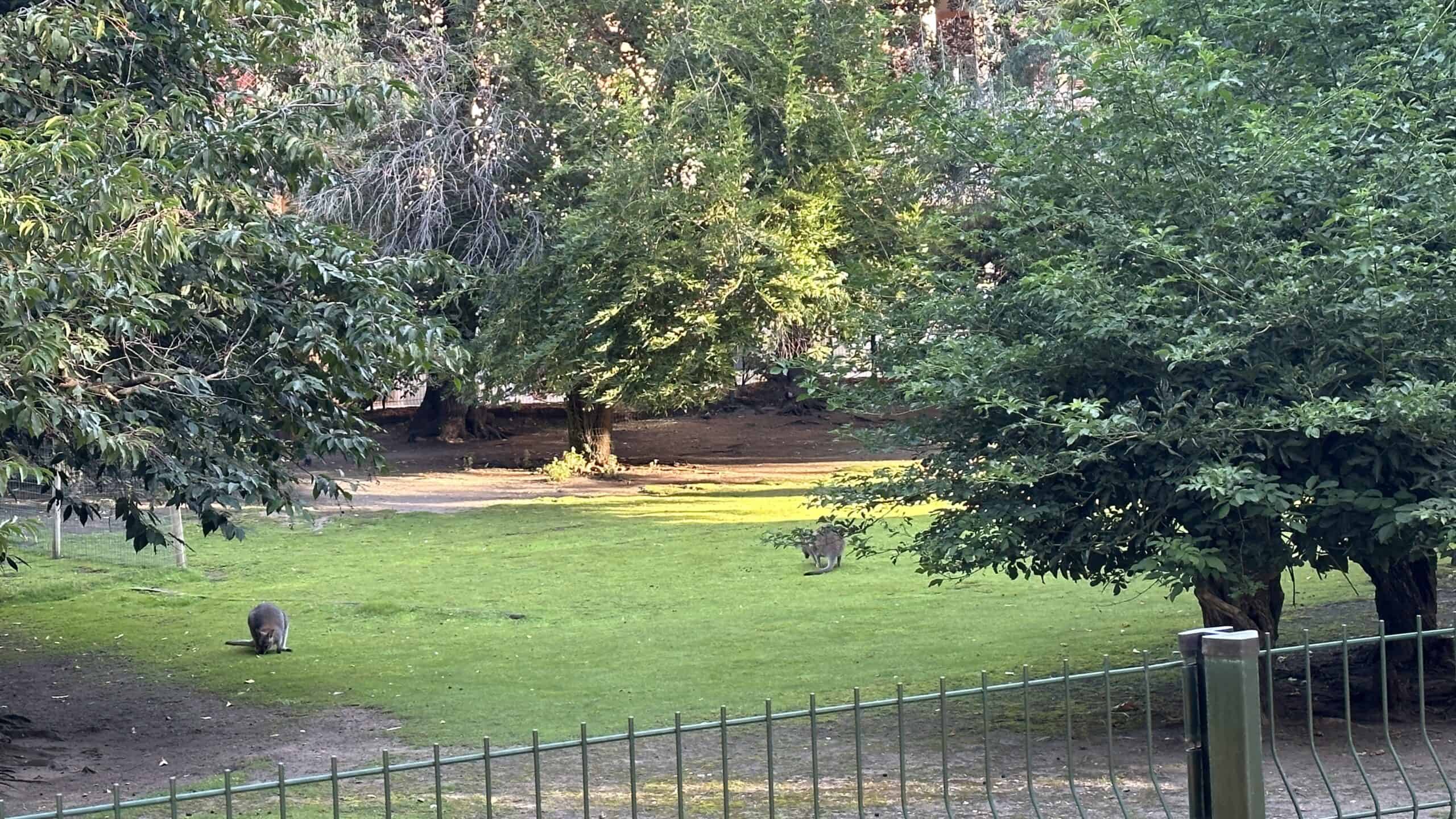 Wallabies