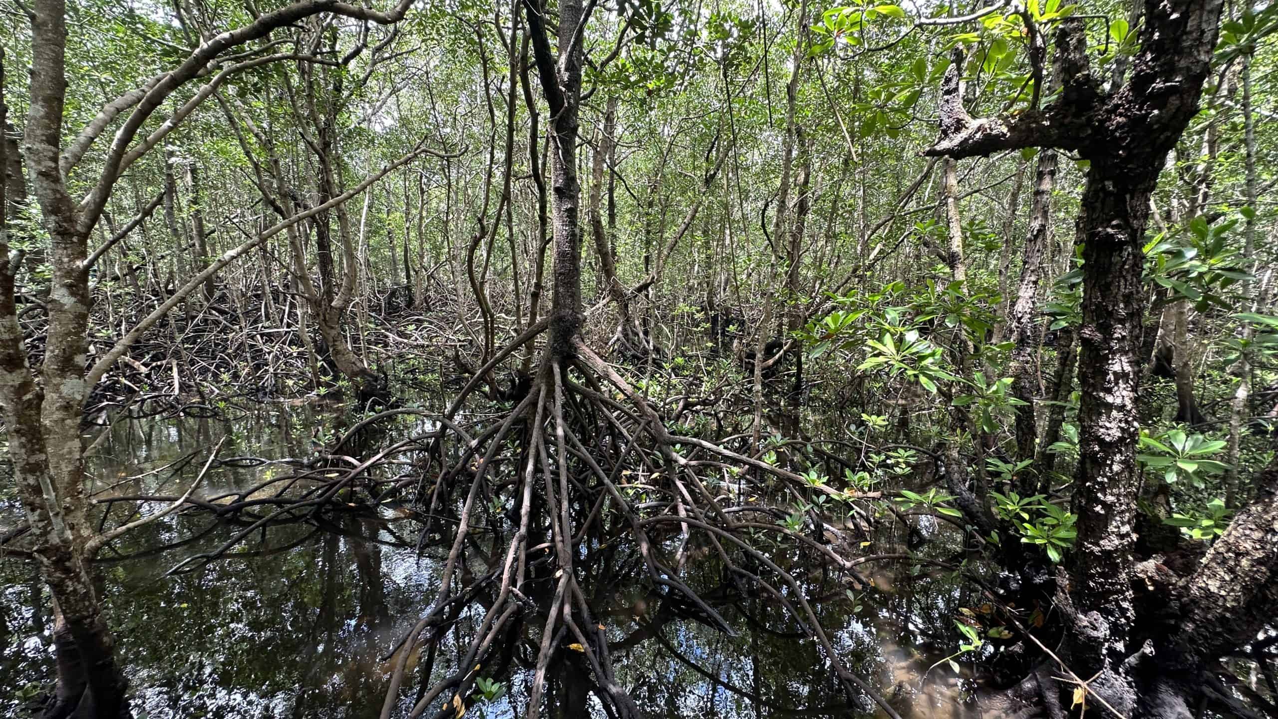 Three different mangroves growing together