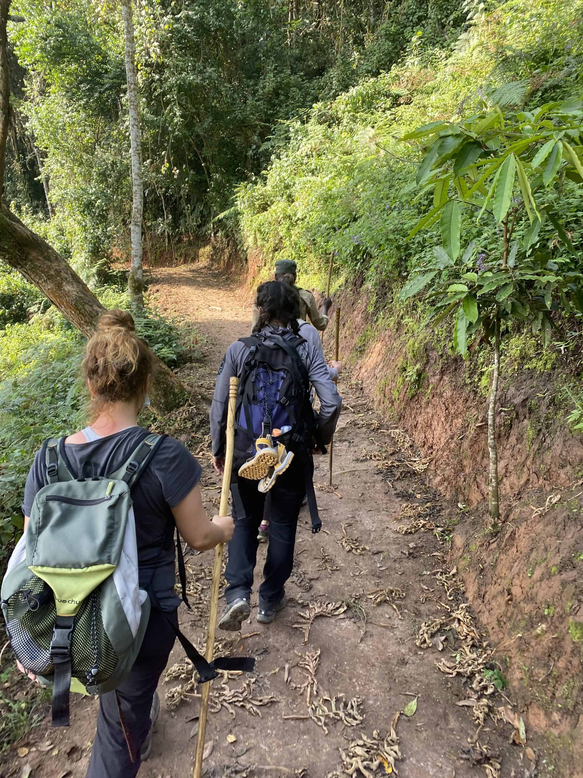 Trail to the Nyungwe canopy walk