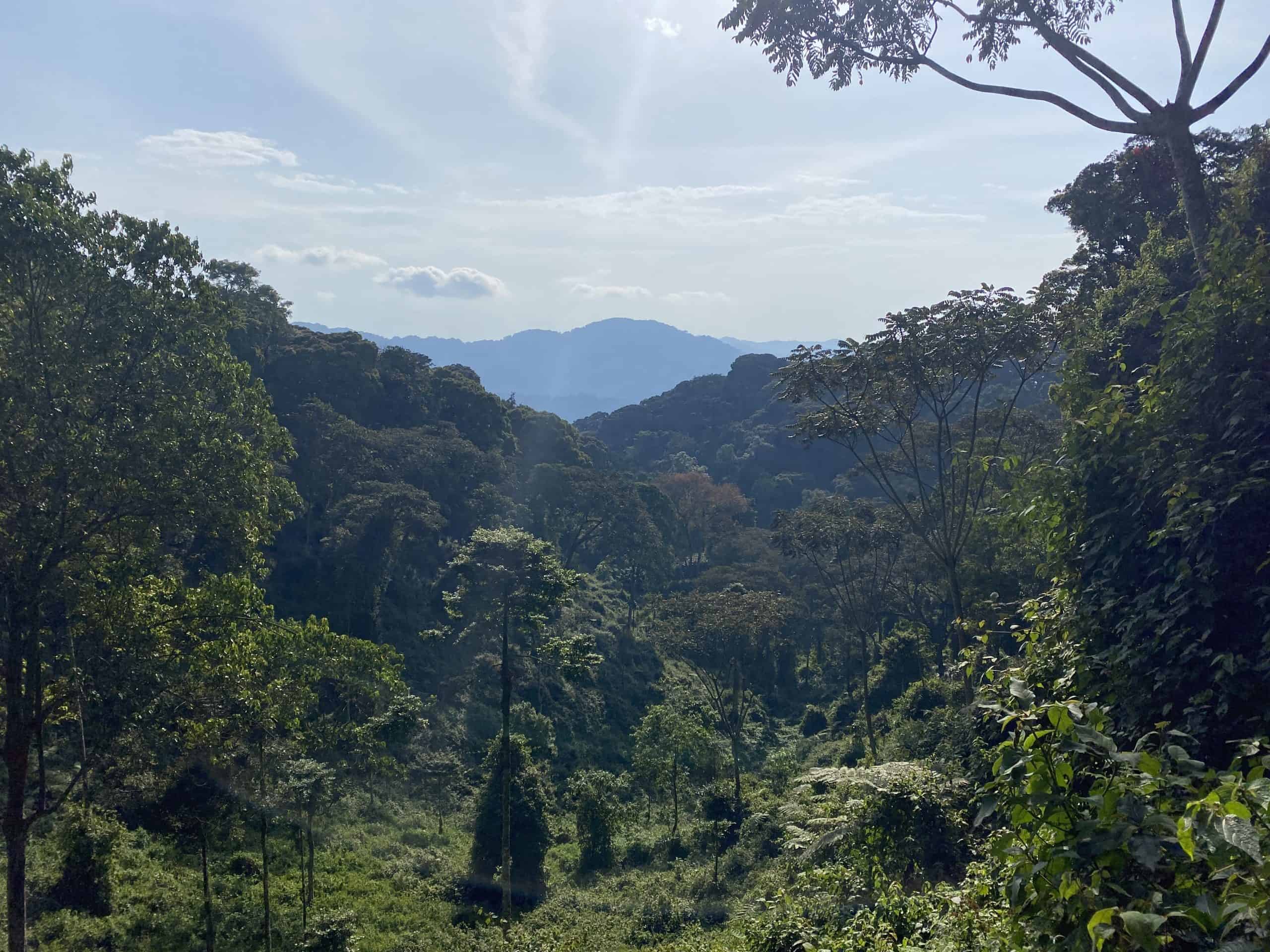 The Nyungwe National Park