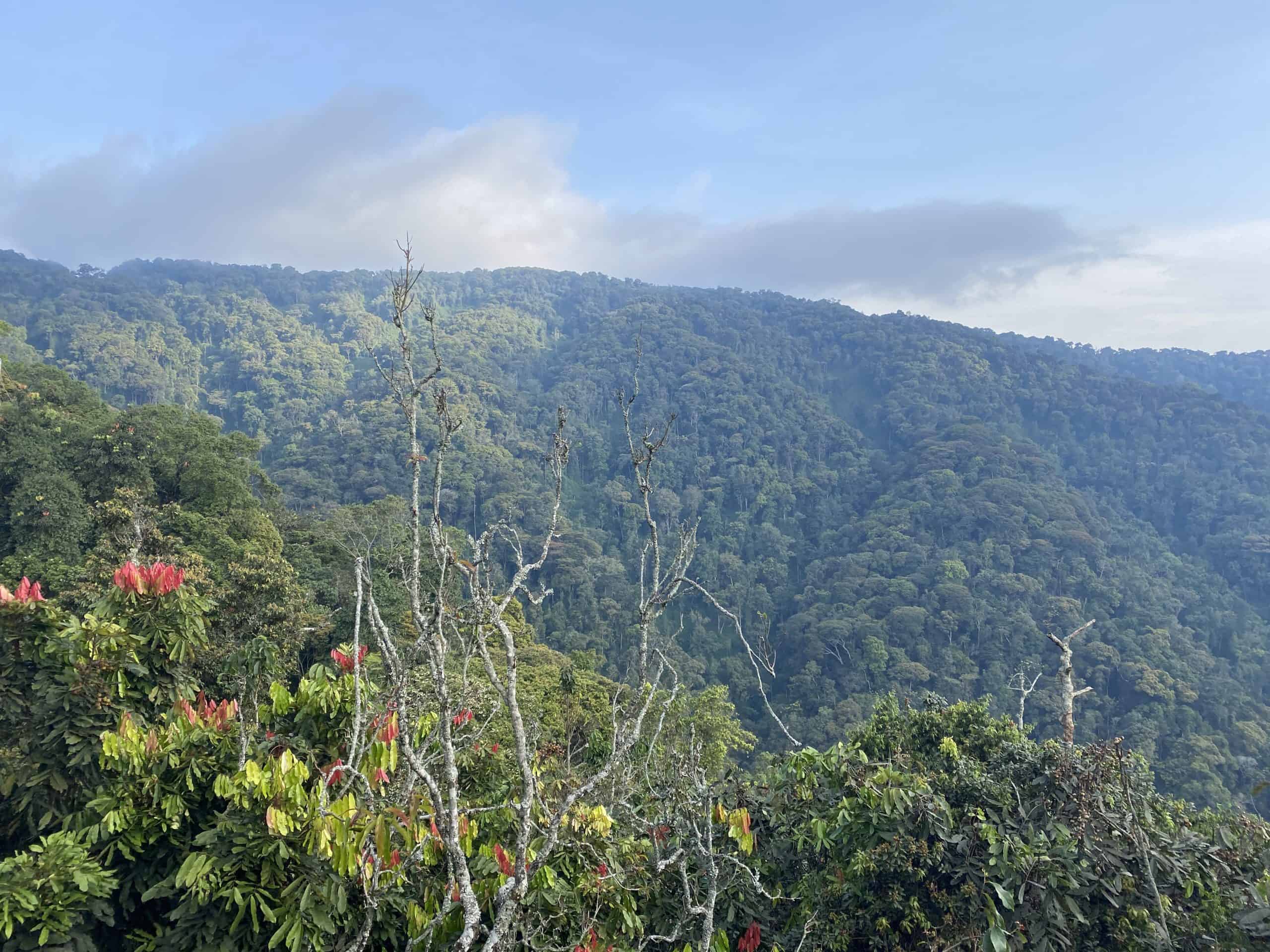 Looking out over the treetops