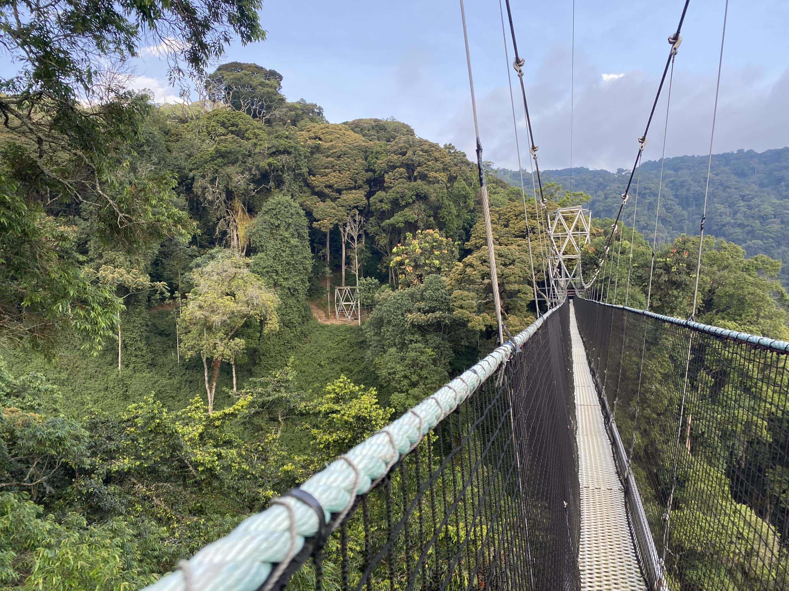 Nyungwe Canopy Walk