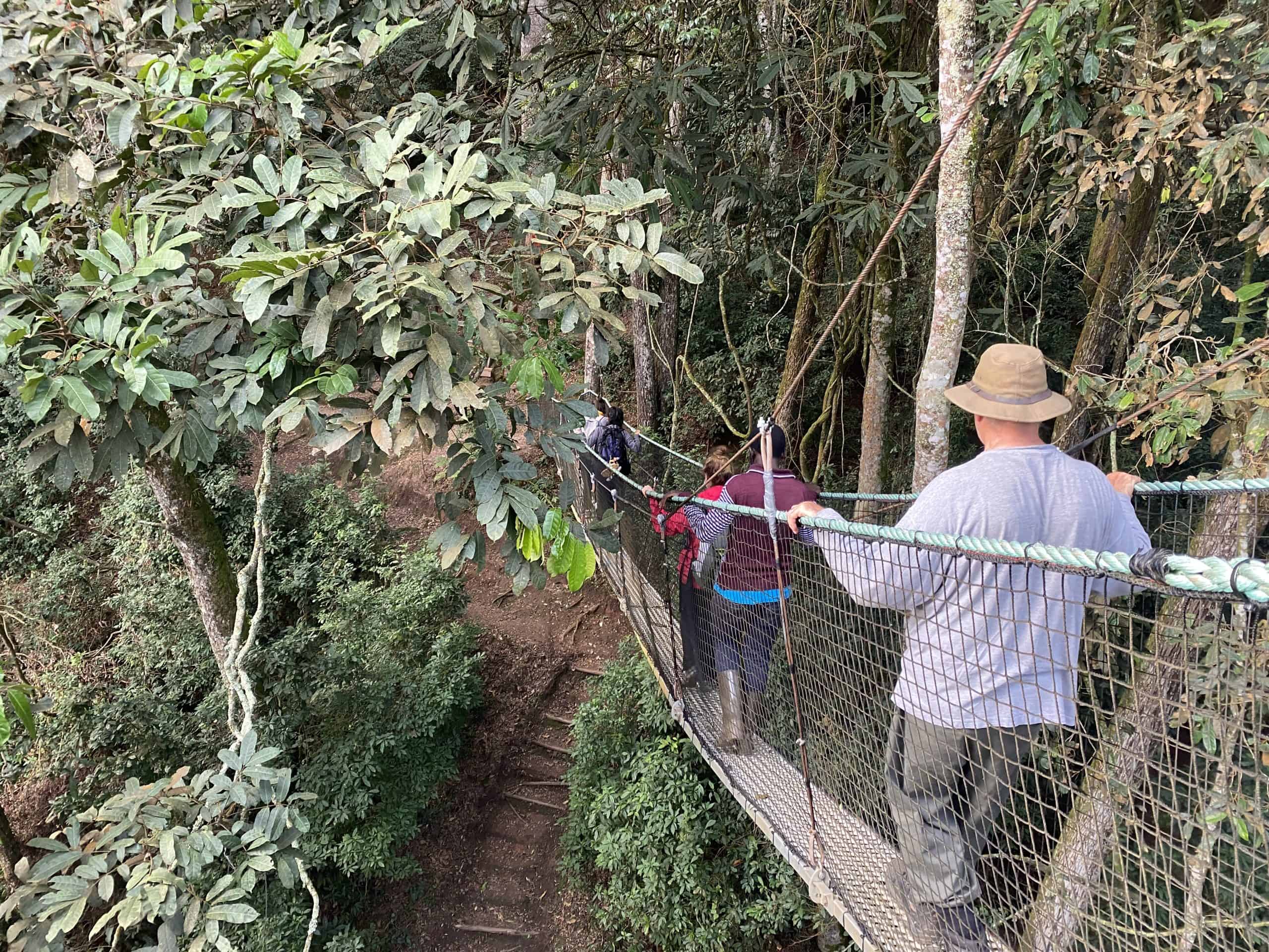 The last section of the Nyungwe canopy walk