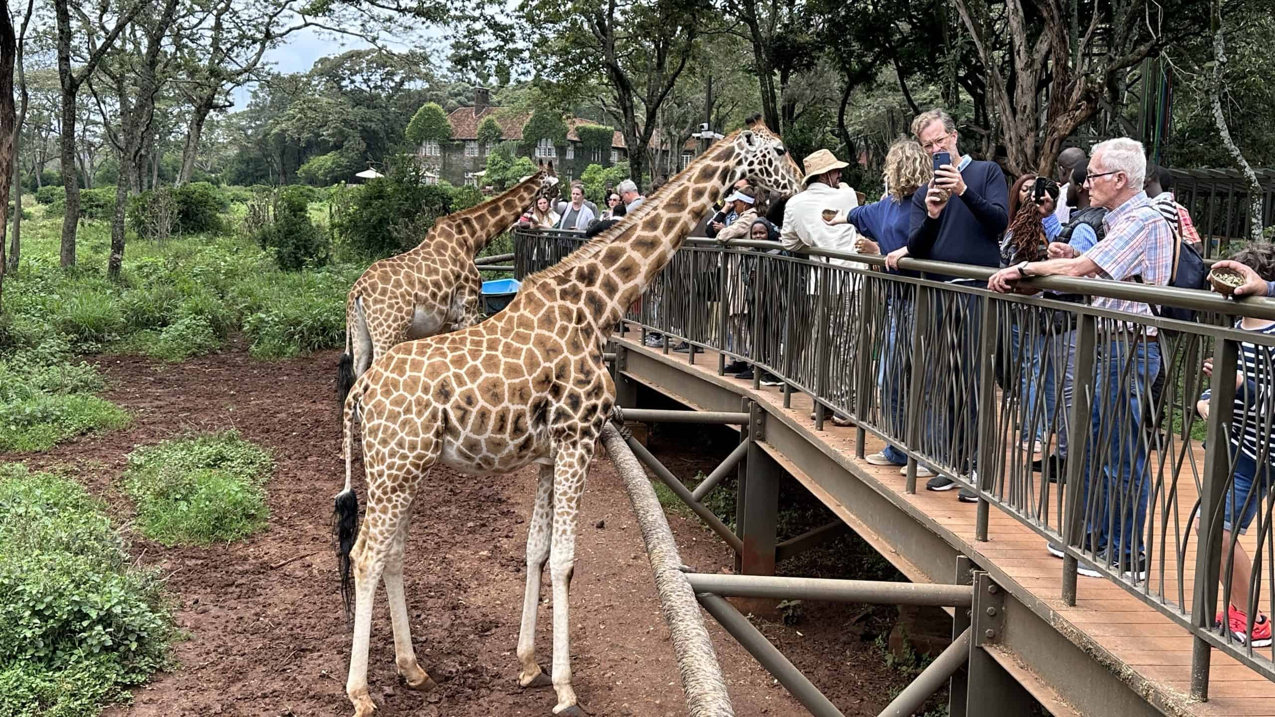 Boardwalks allowing you to come face to face with the giraffes