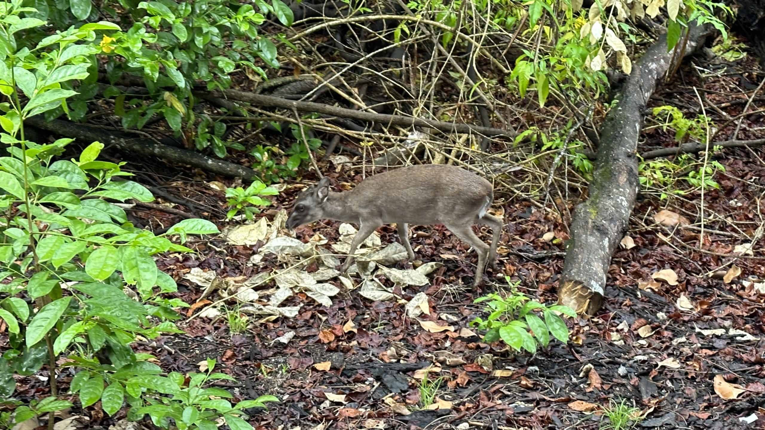 Duiker