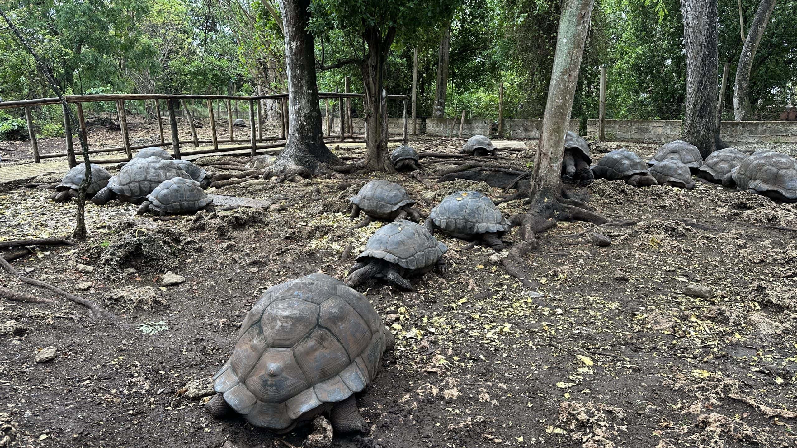 Tortoises in the sanctuary
