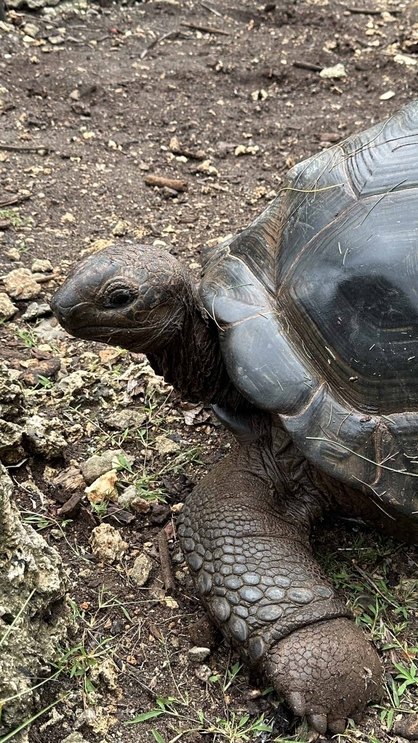 Tortoise