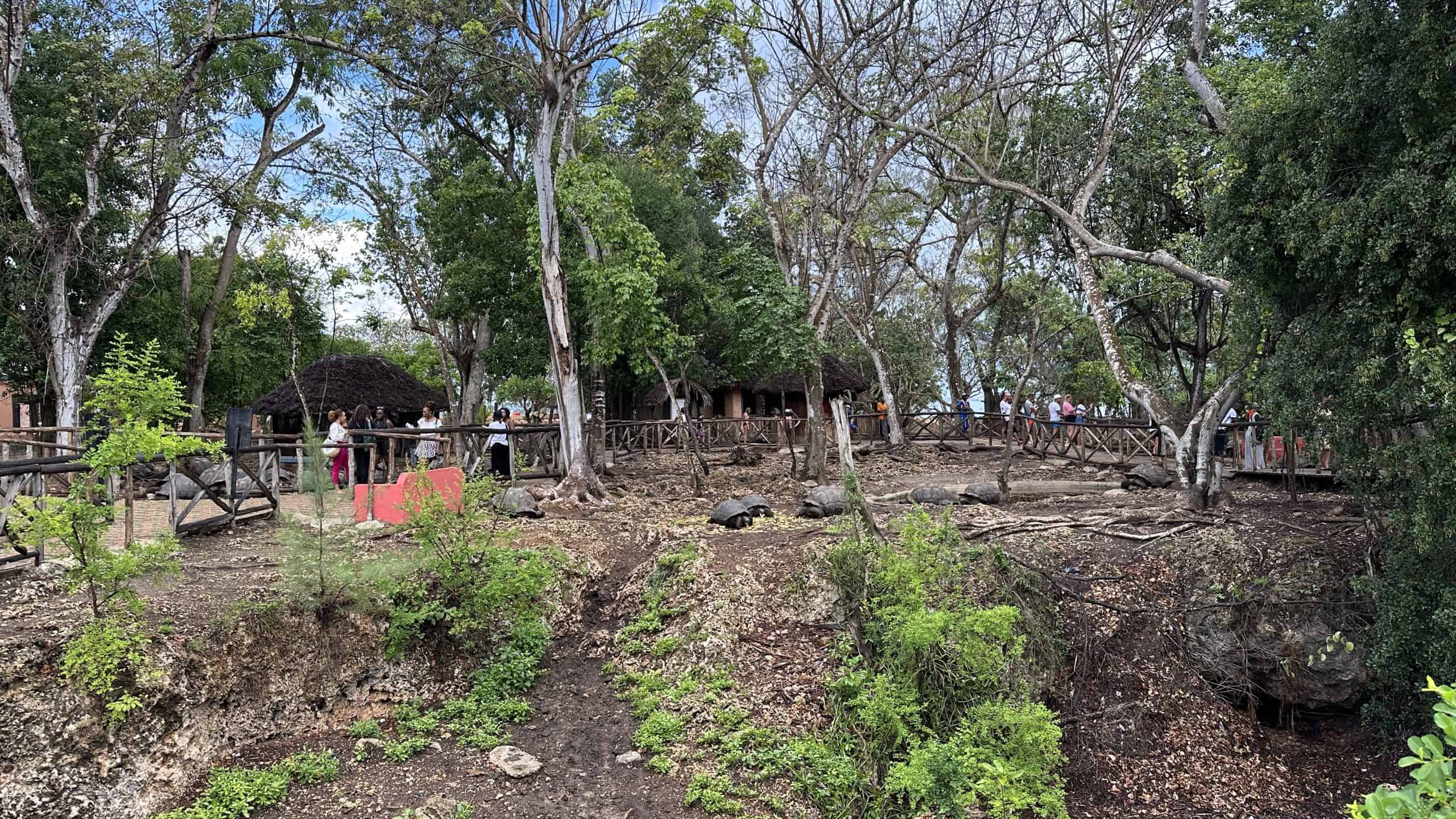 The tortoise sanctuary