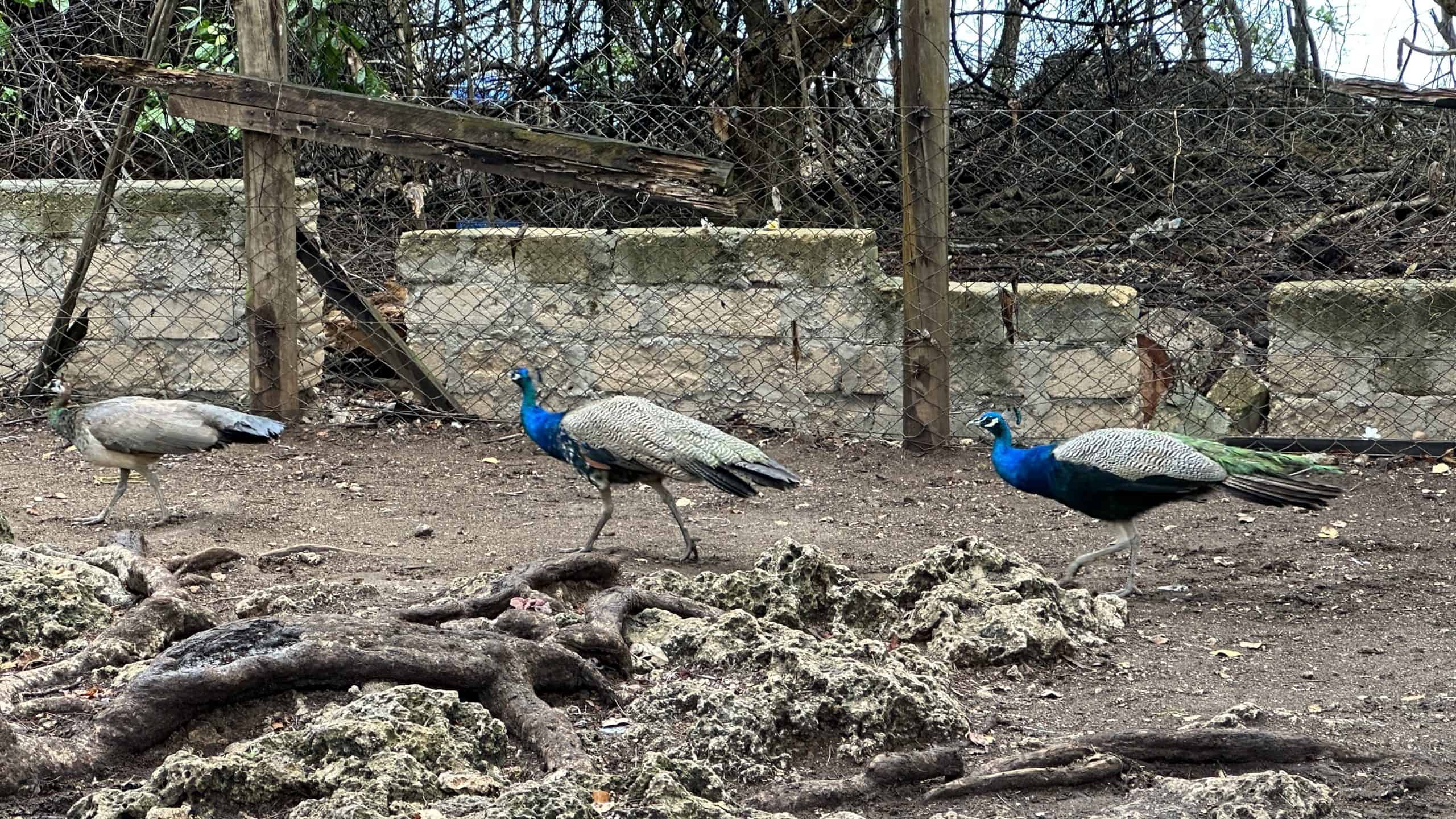 Peacocks on prison island