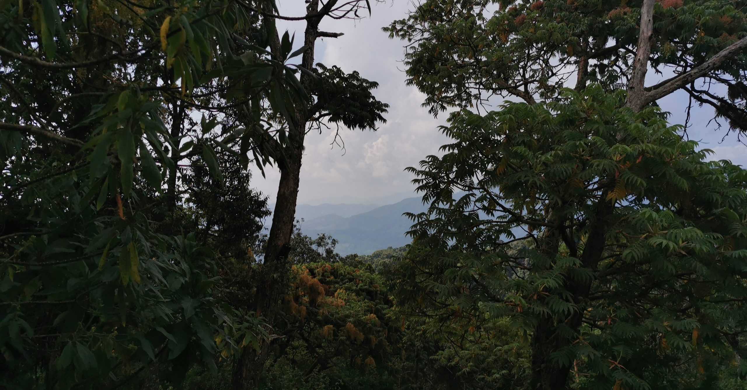 Scenery in the park