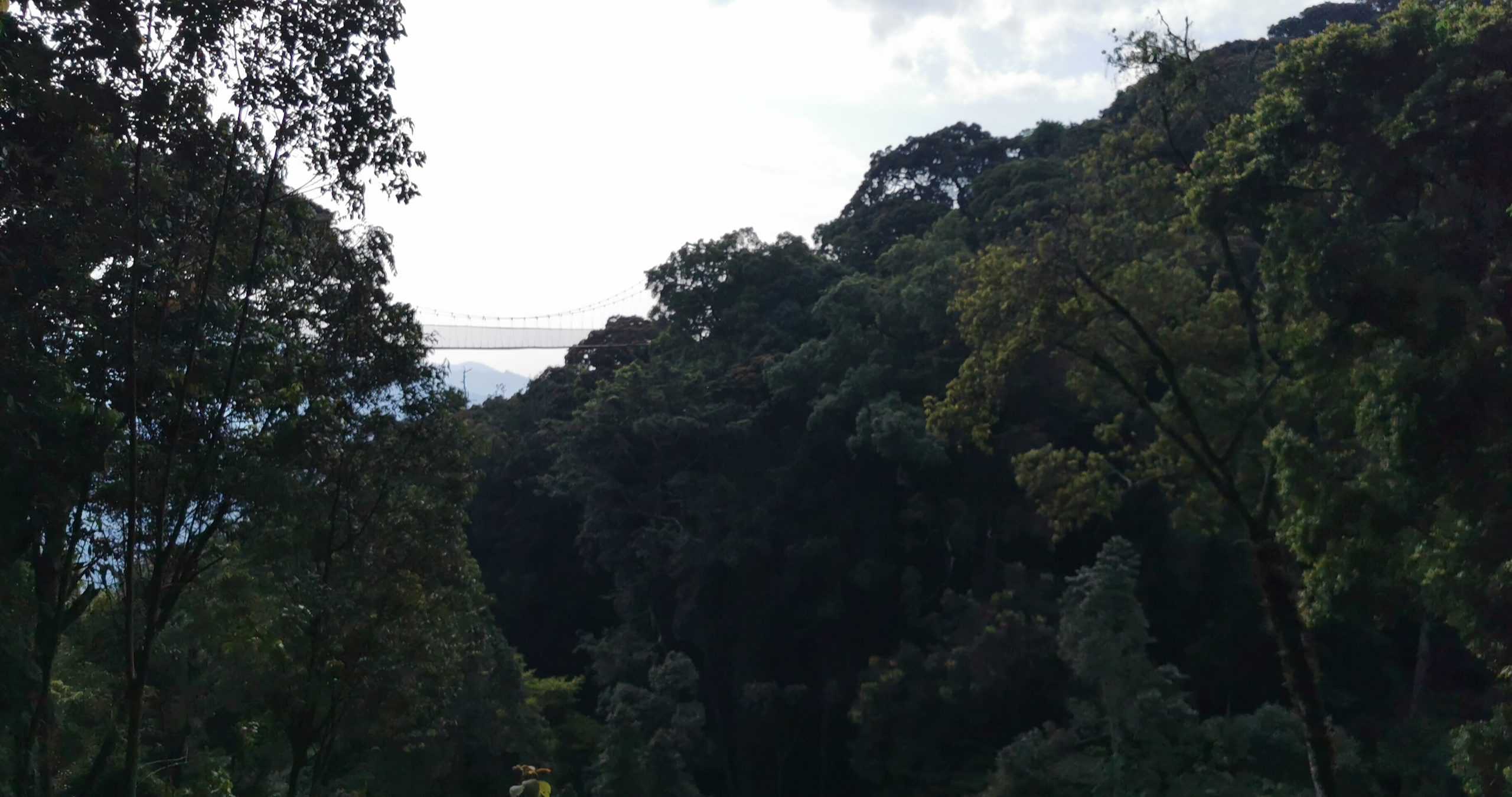 The canopy from a distance