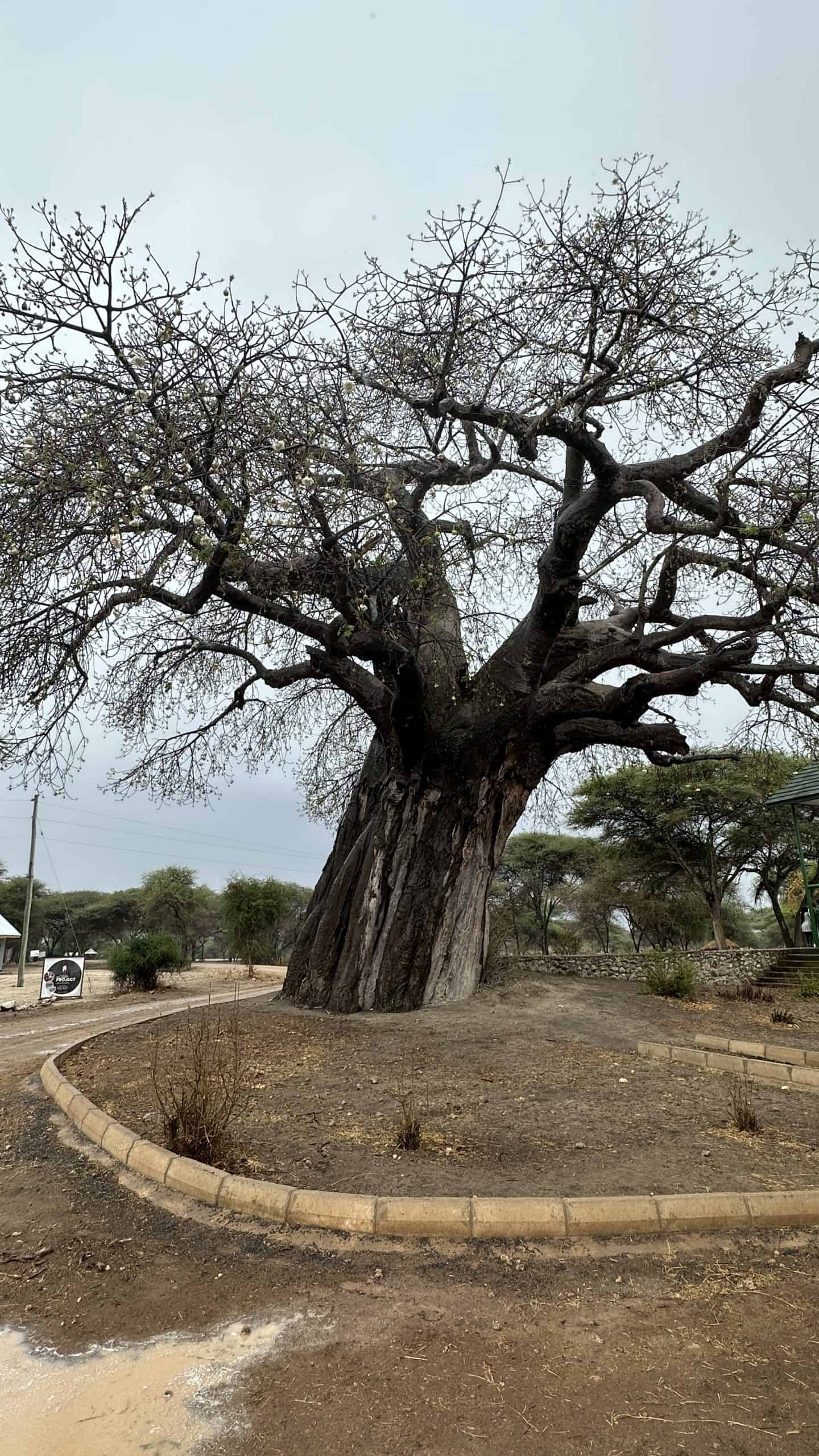 Baobab tree at Tarangire