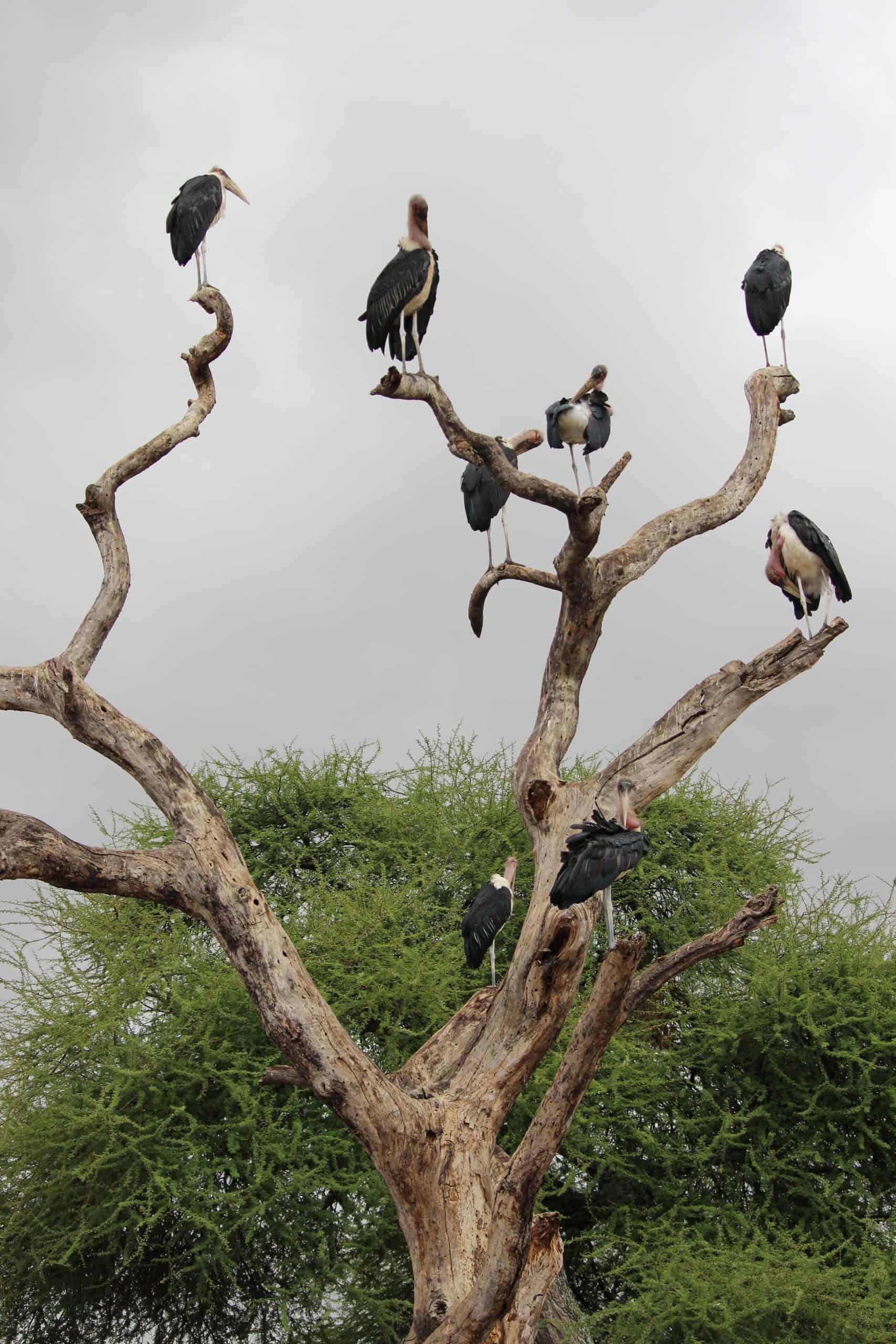 Marabou storks