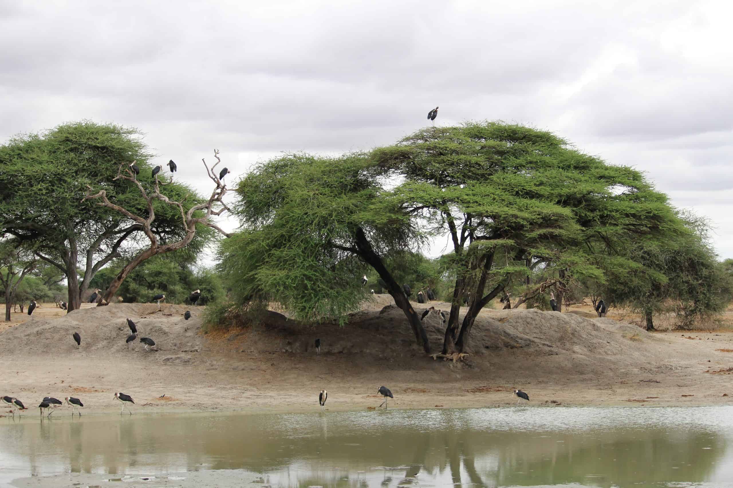 Marabou storks