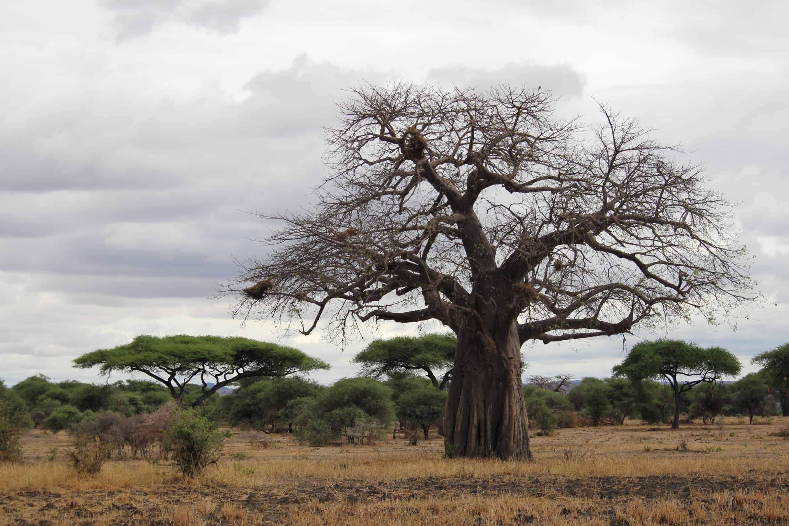 Landscape of Tarangire