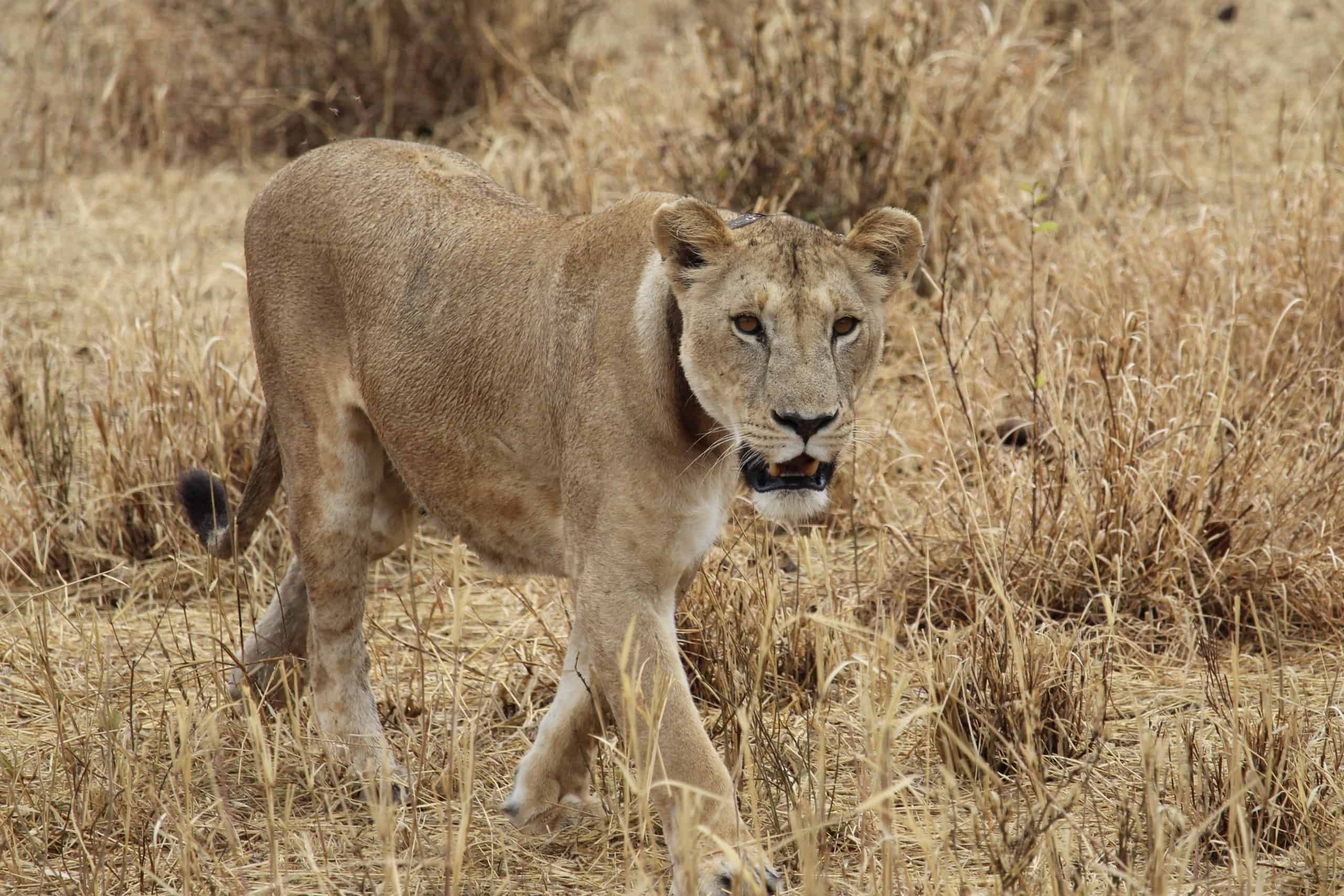 Female lion