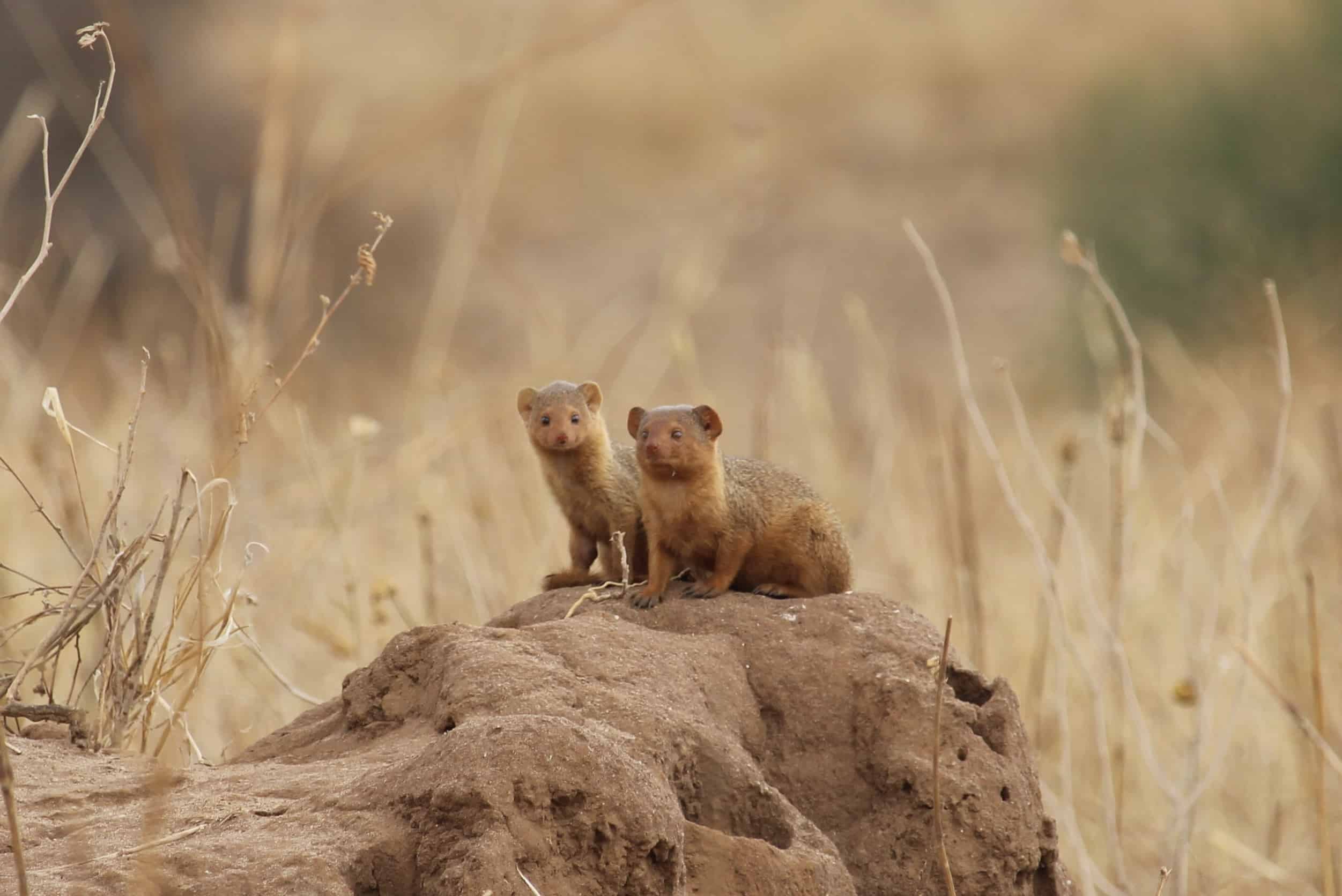 mongoose