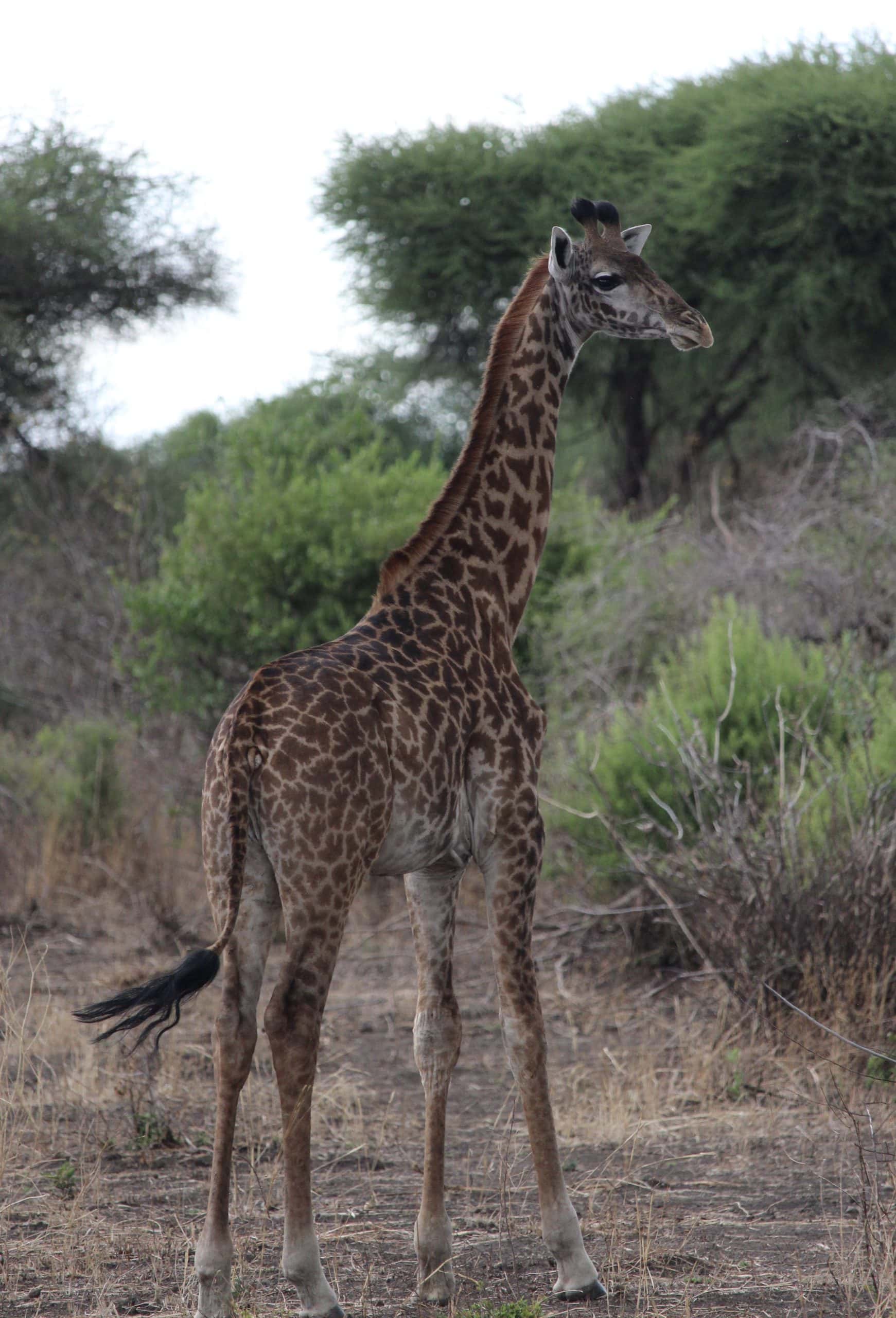 Masai giraffe