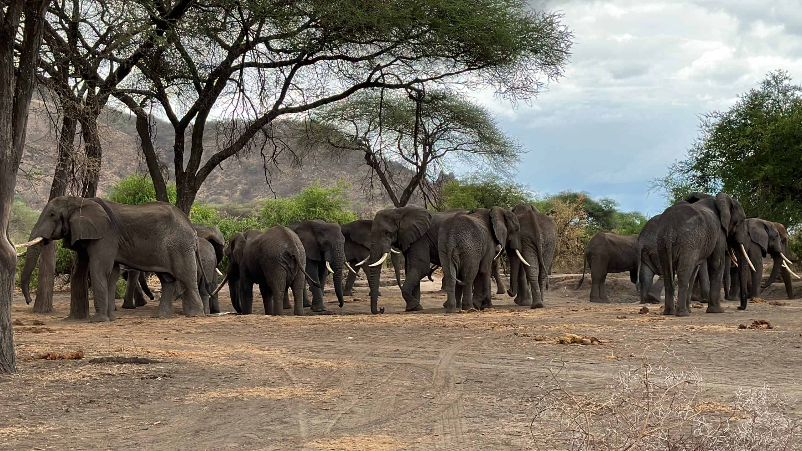 Tusker herd of elephants