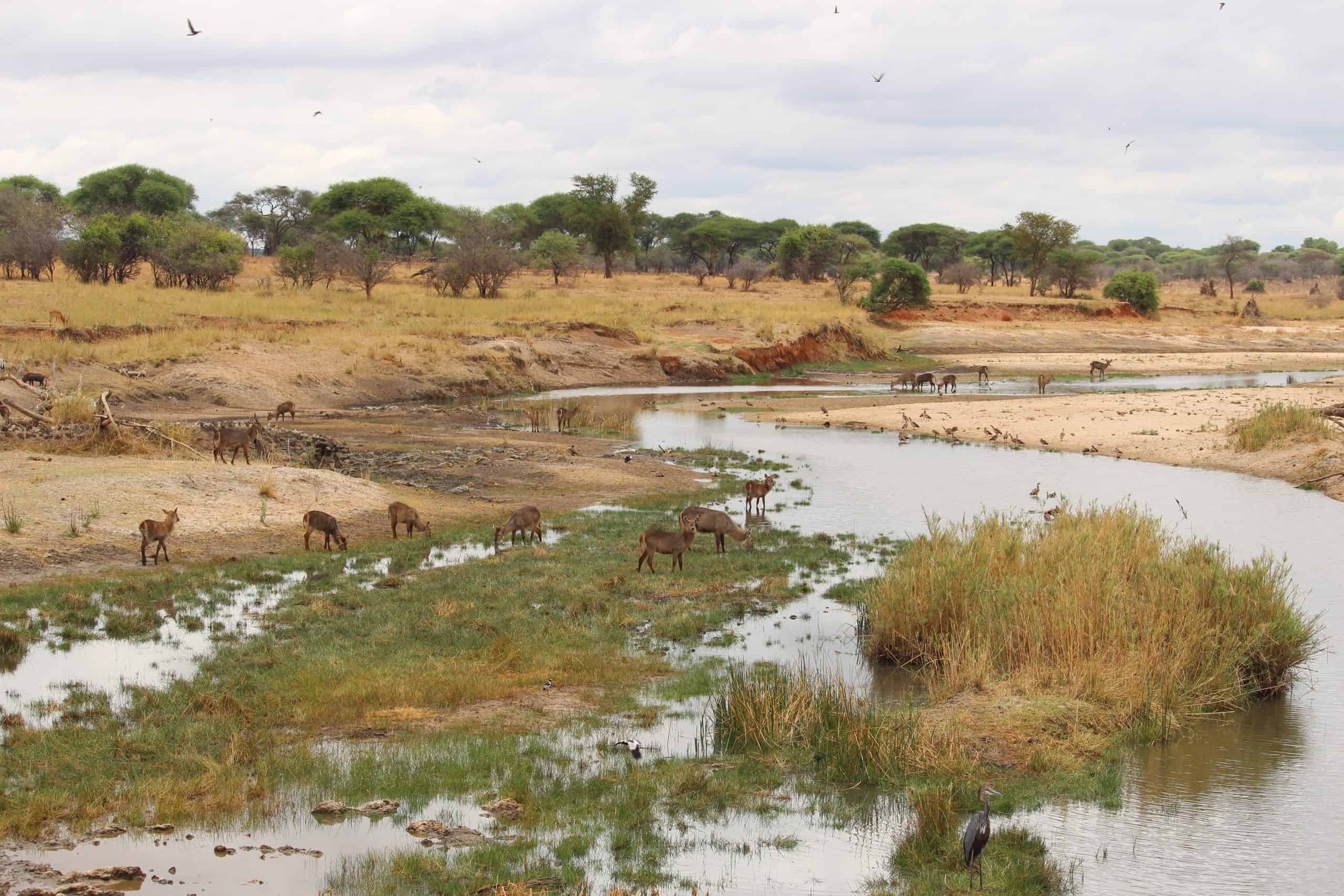 Tarangire river