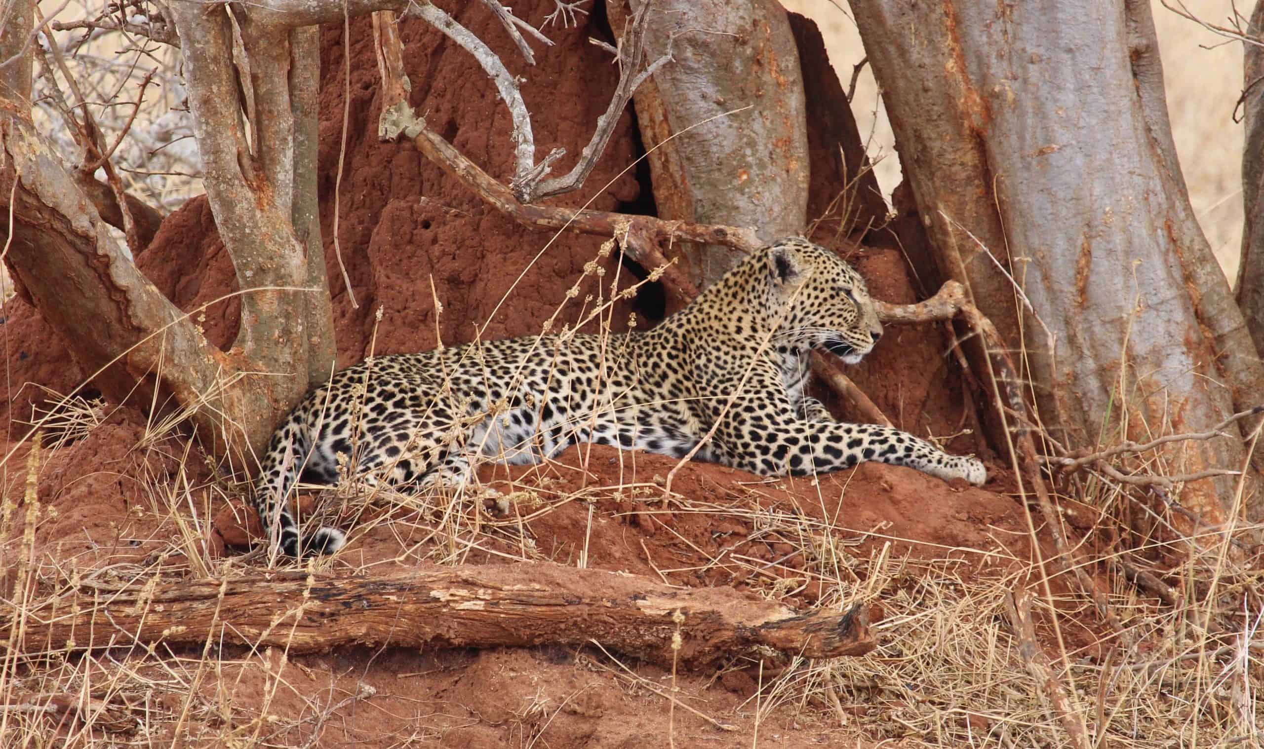 Leopard