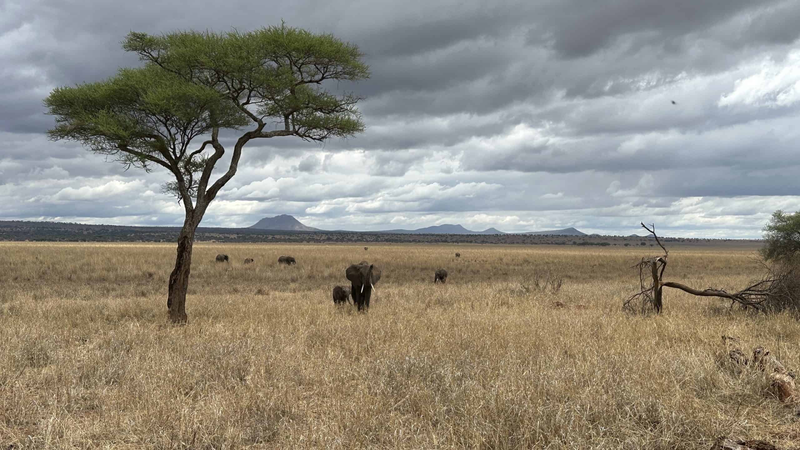 Grassy plains