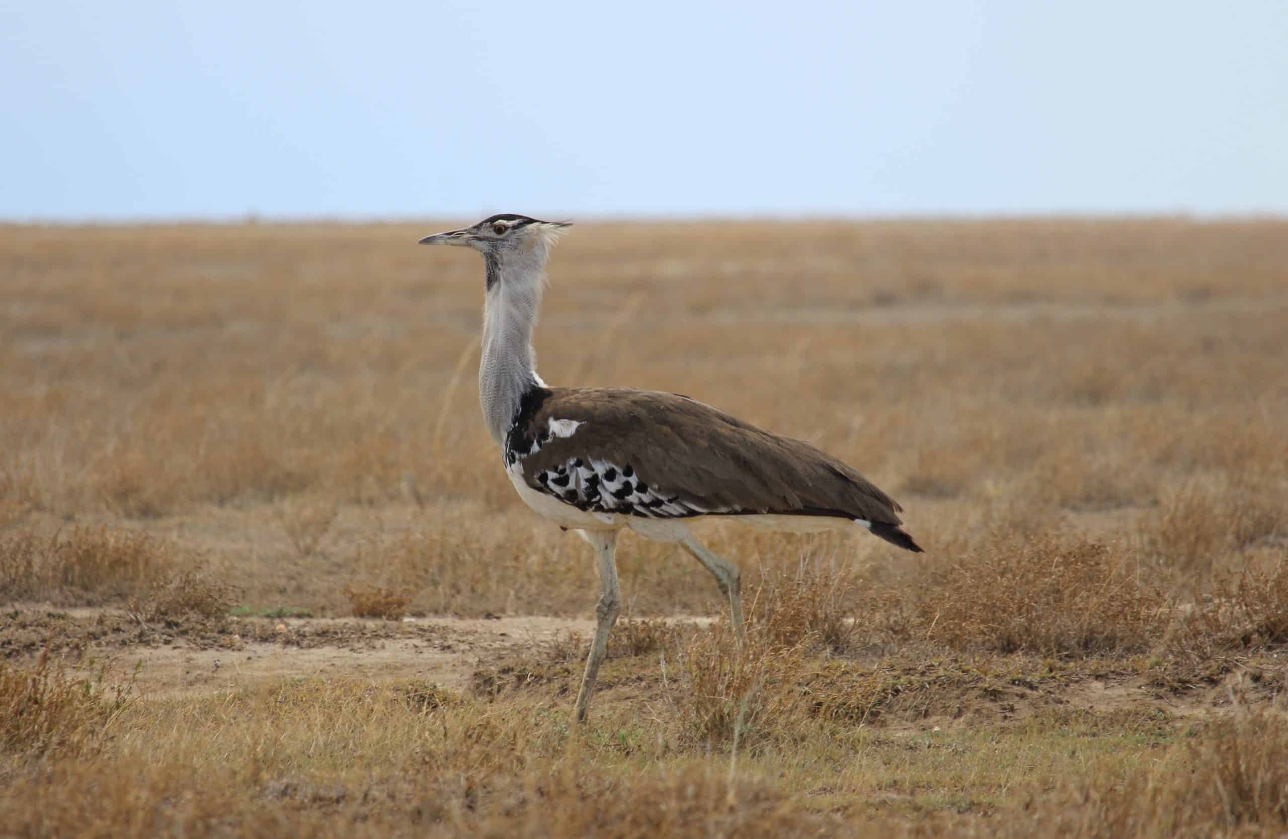 Kori Bustard