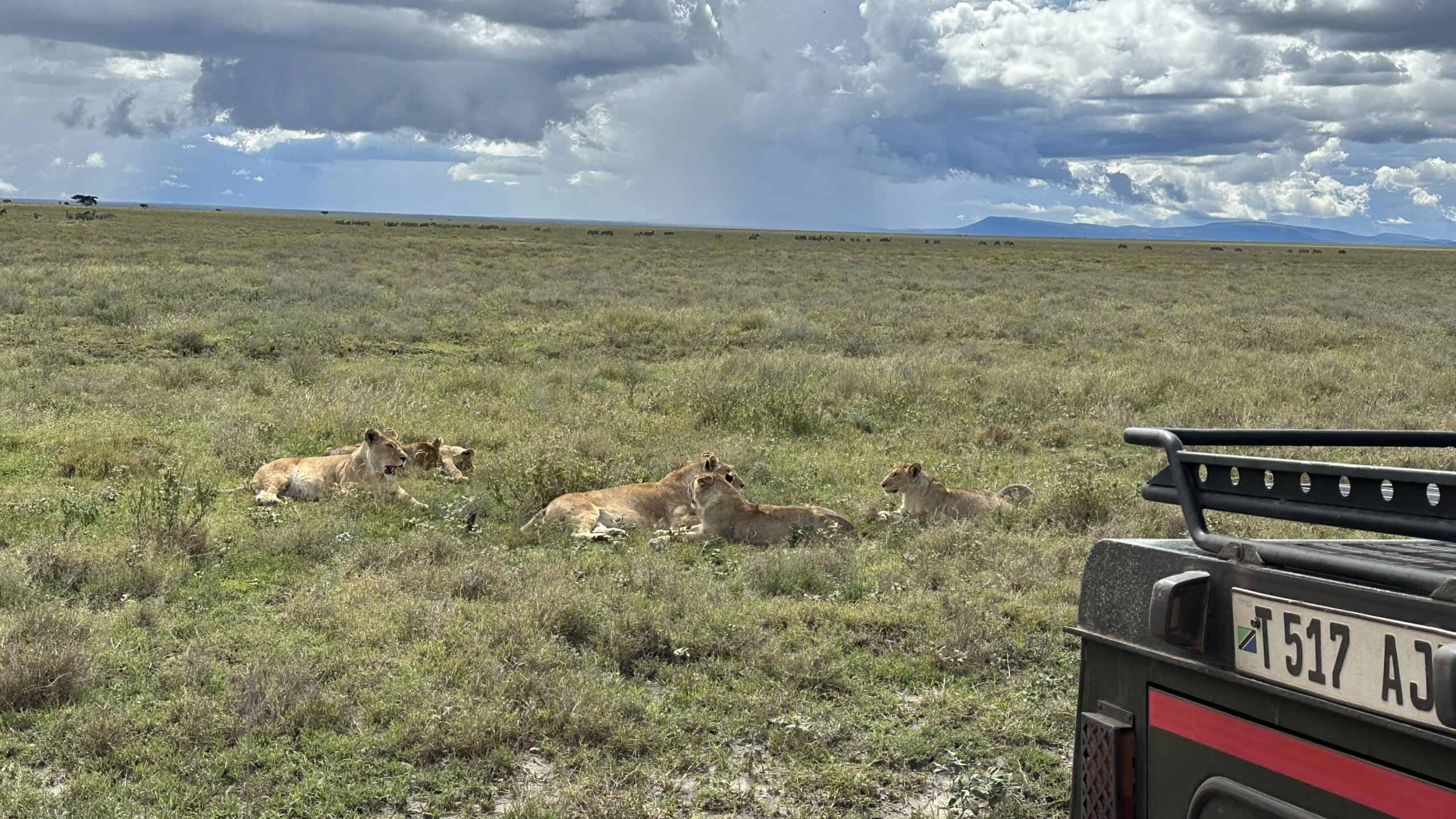 Lions lounging in the grass