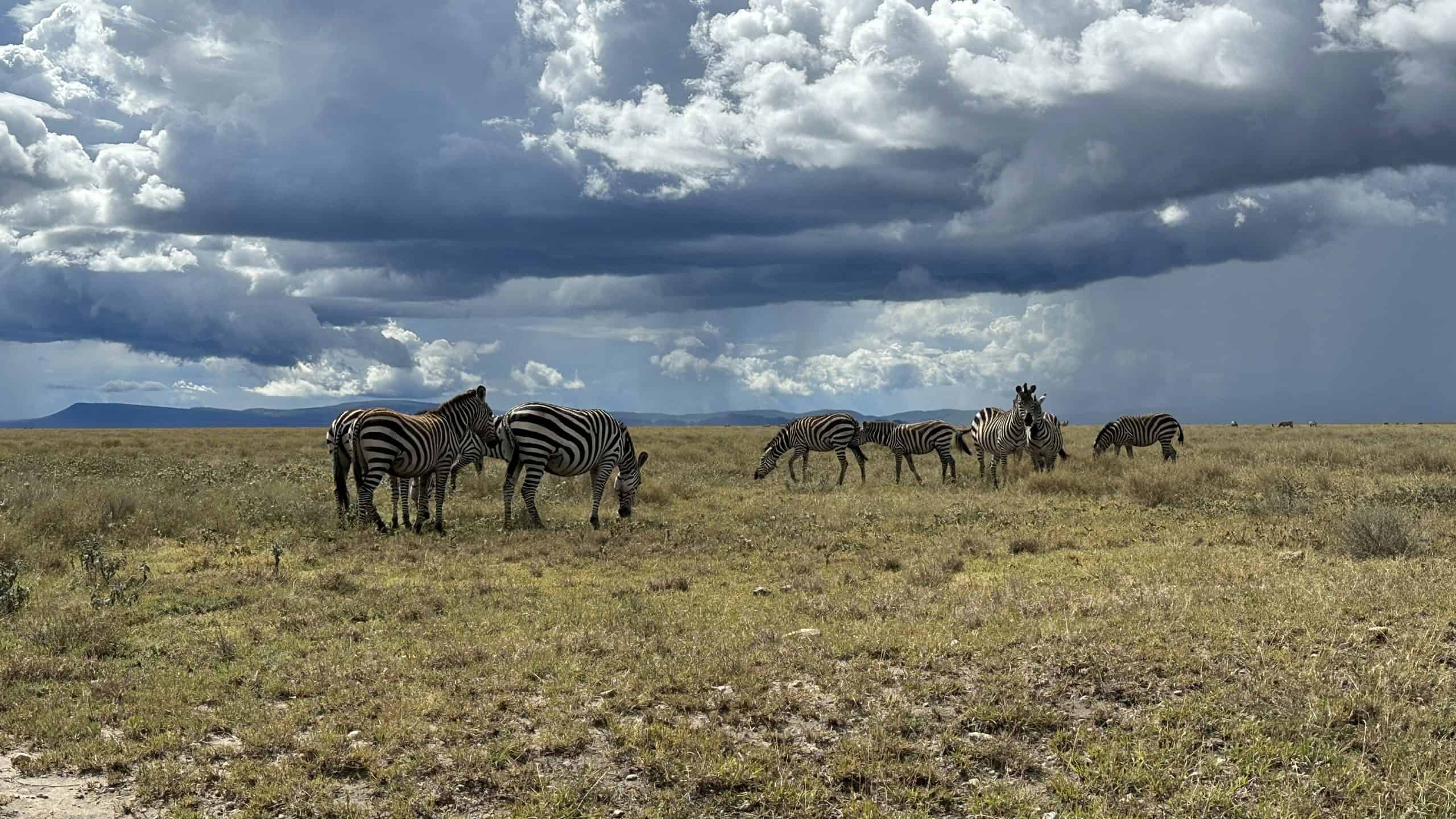 Zebra herds