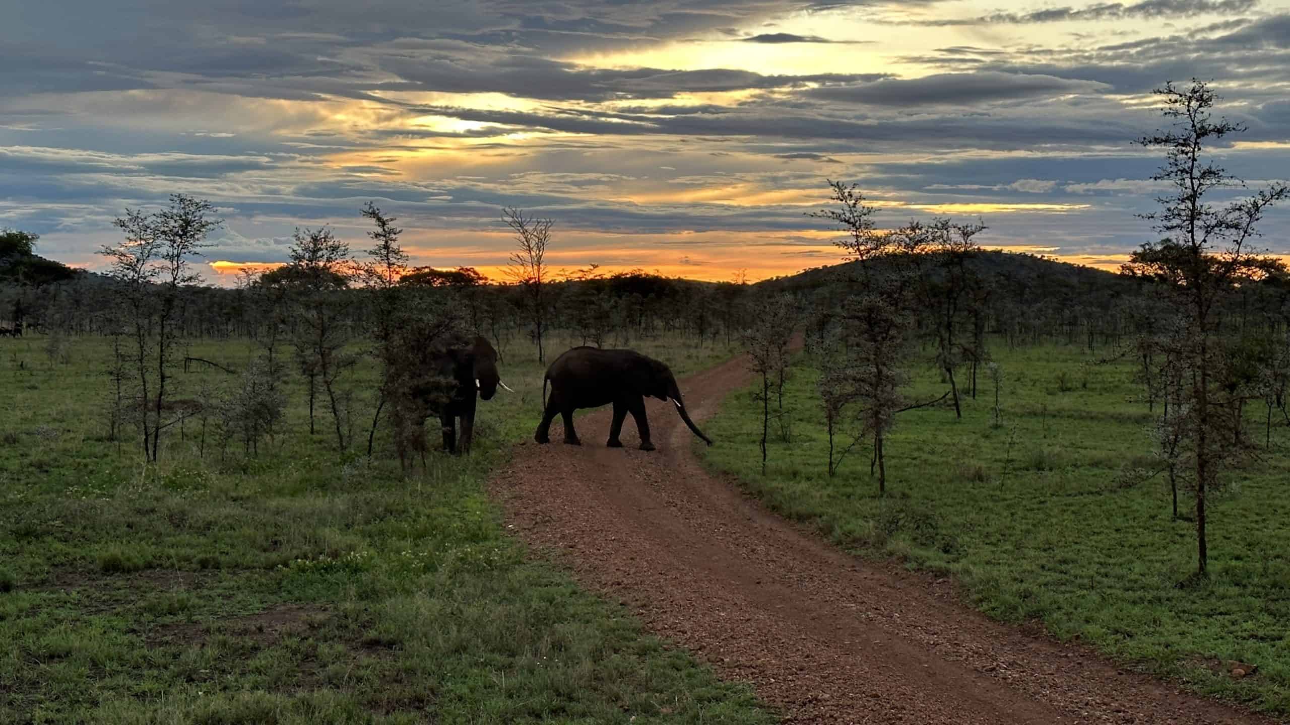 Elephants against the sunset