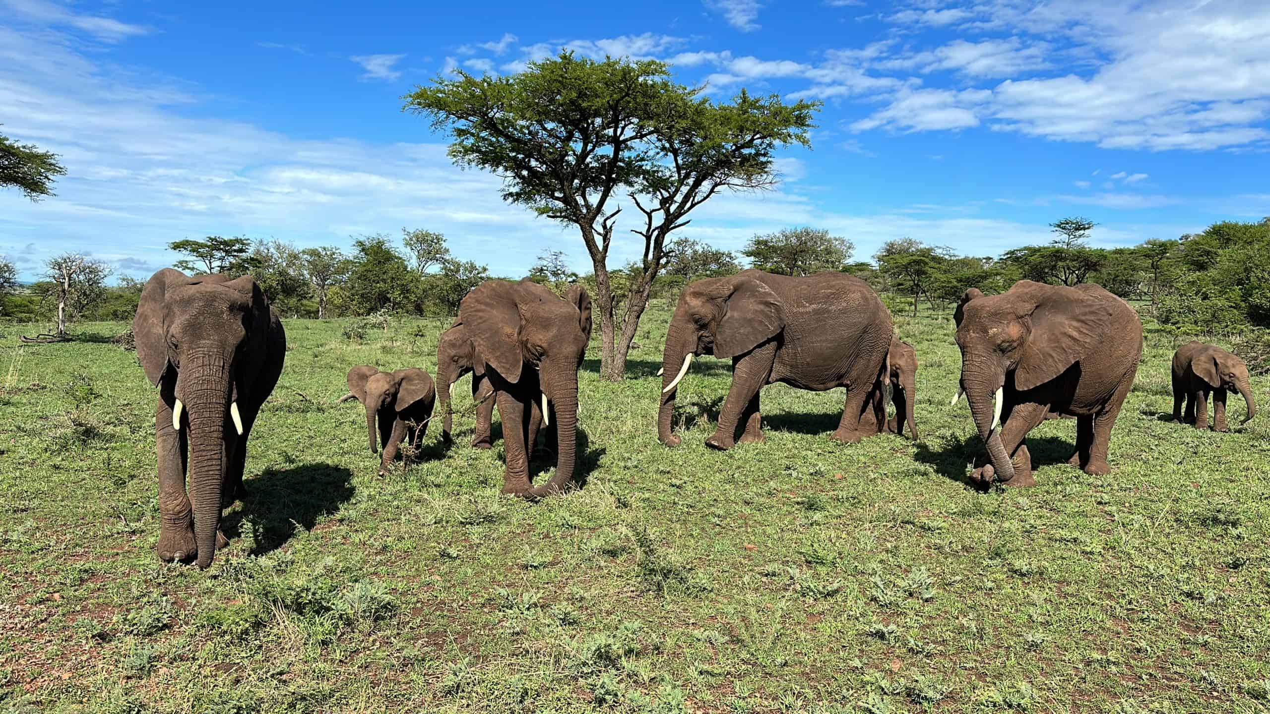 Elephant herd