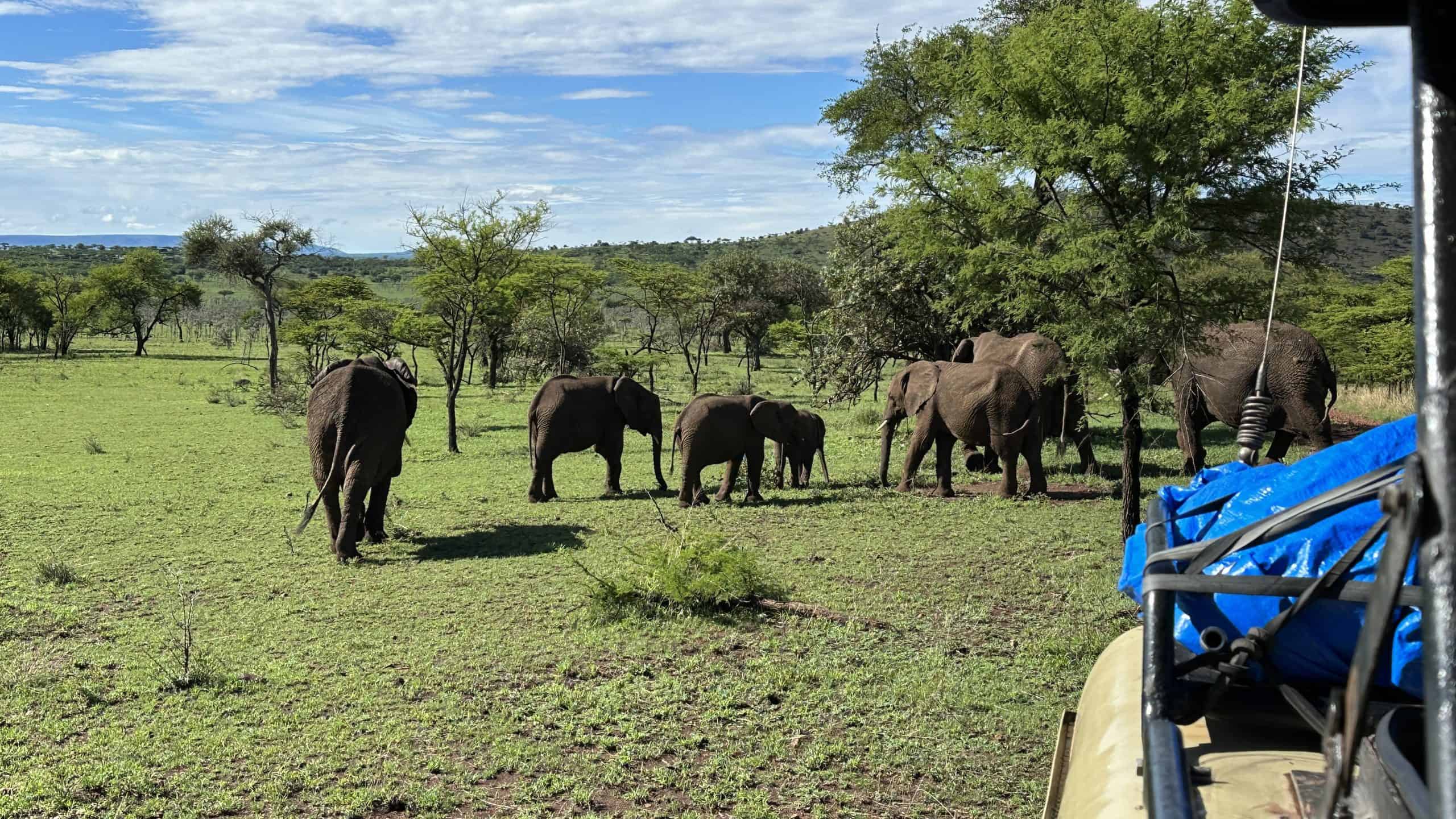 Elephant herd