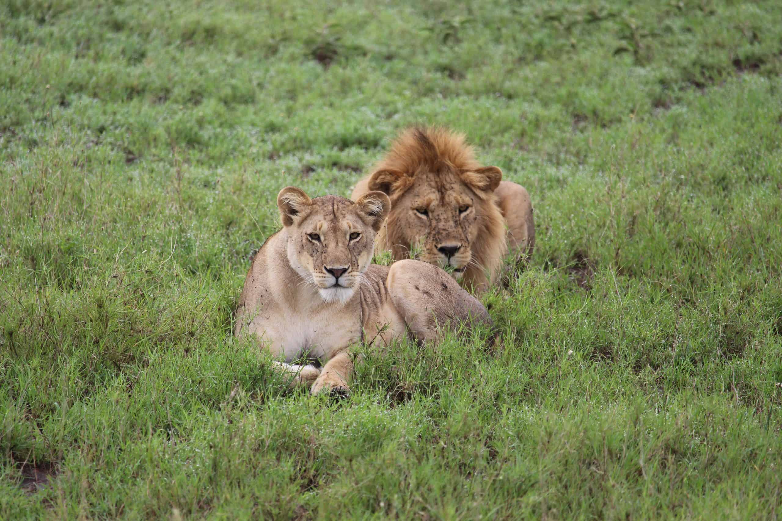 Male and female lion