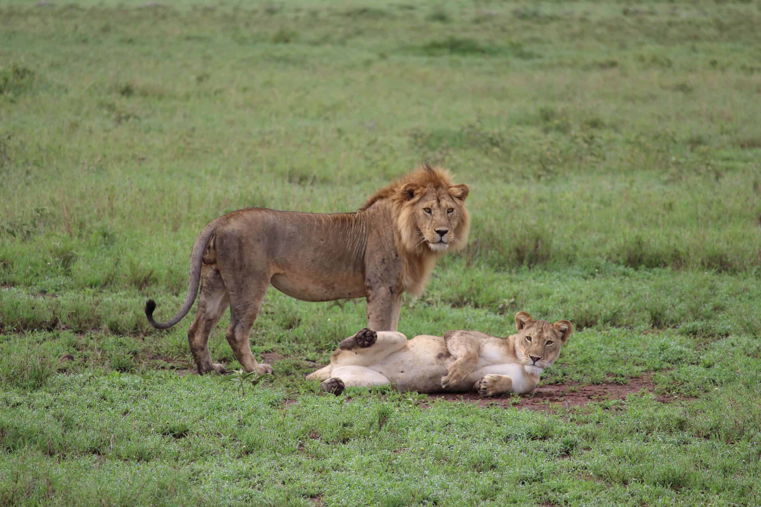 Lions mating