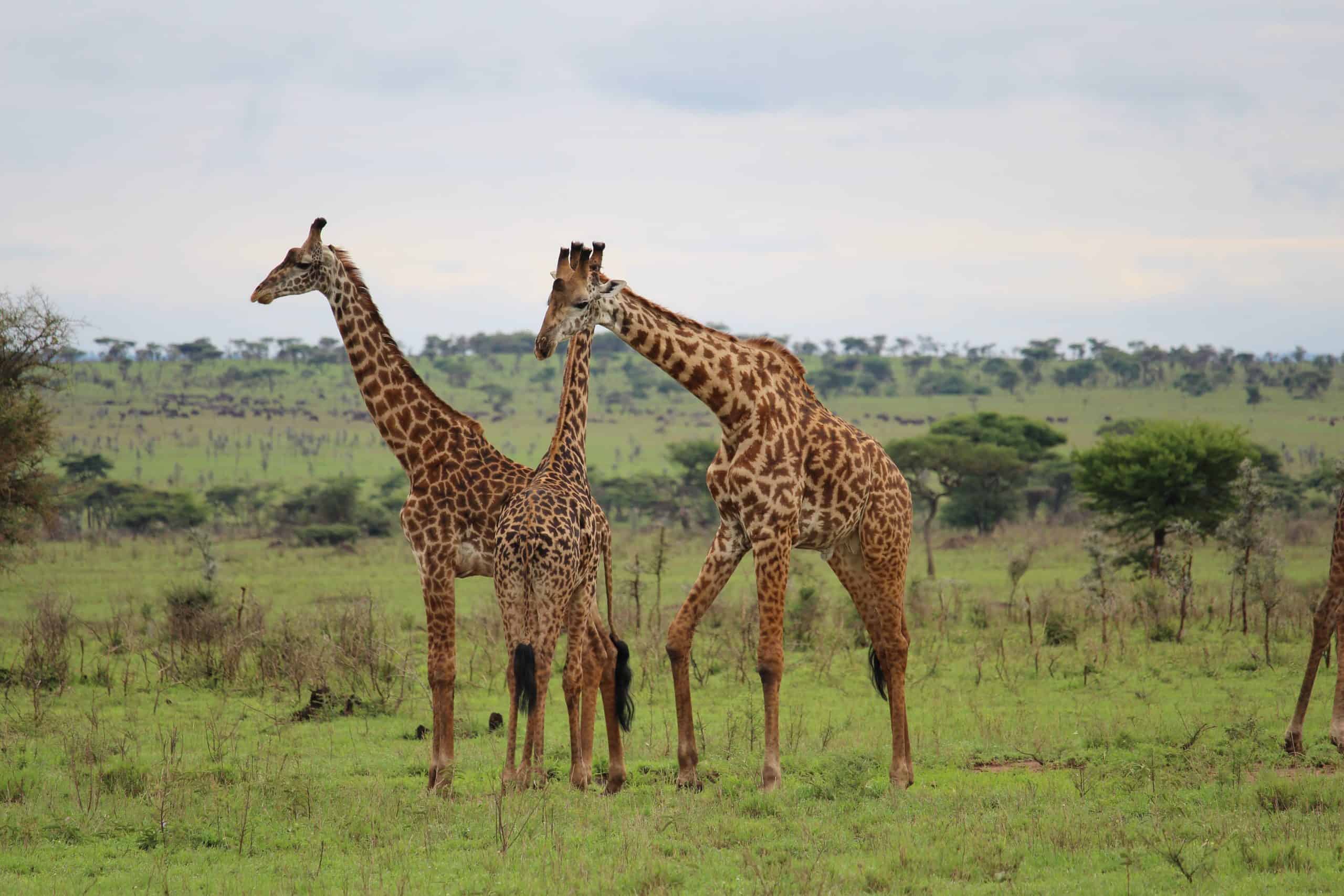 Giraffes