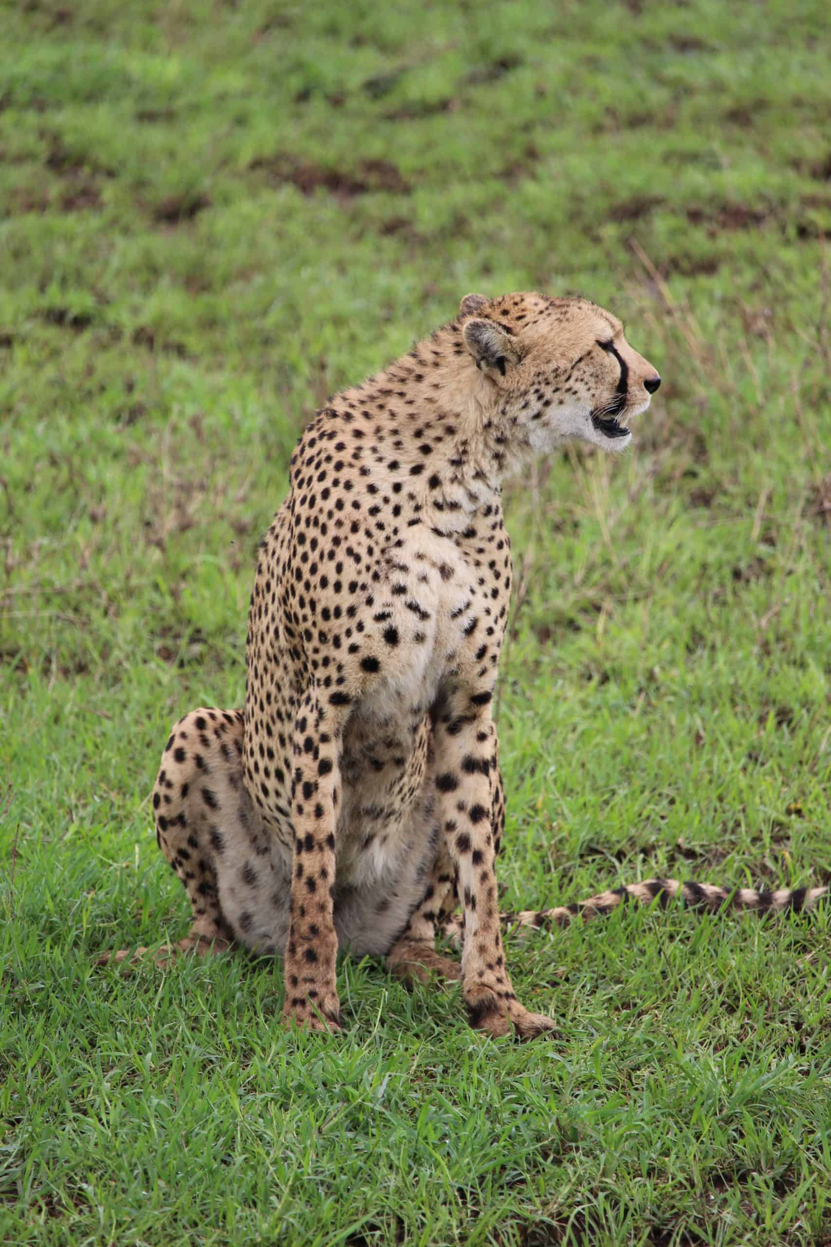 Female cheetah