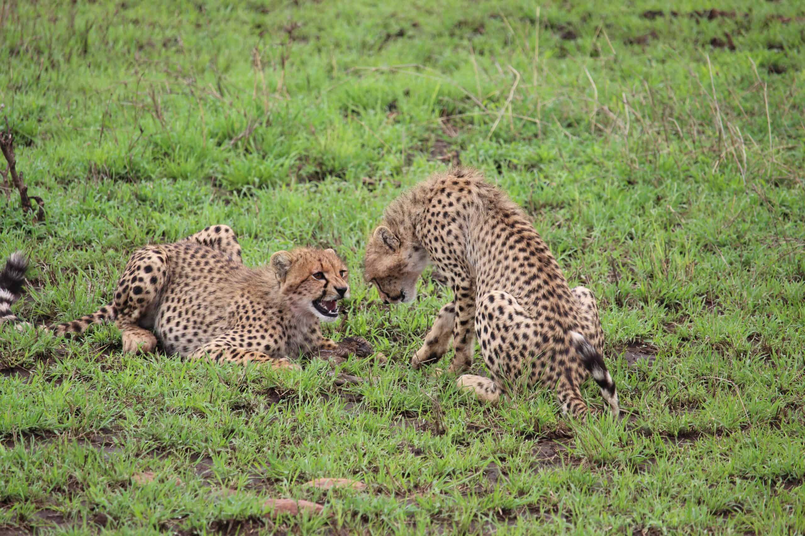 Cheetah cubs