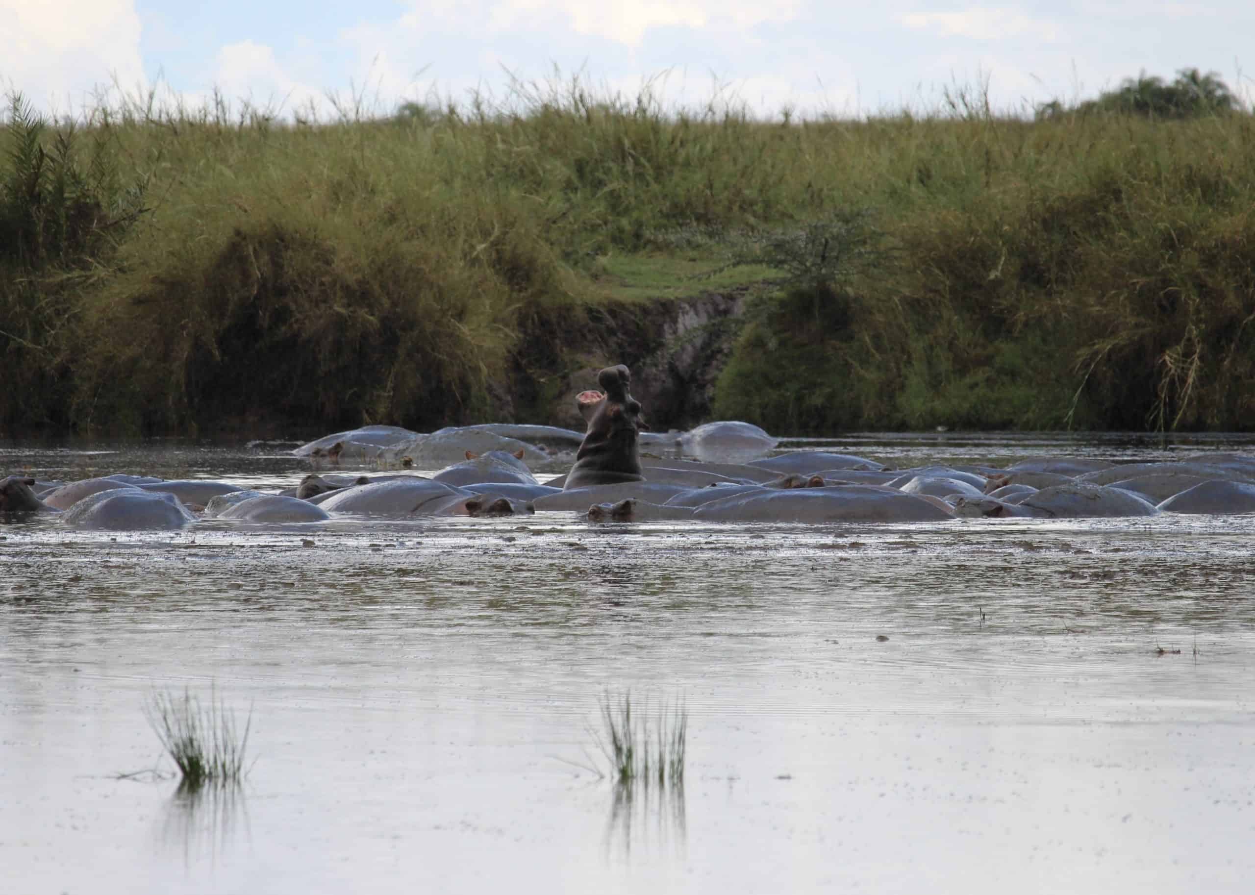 Hippos
