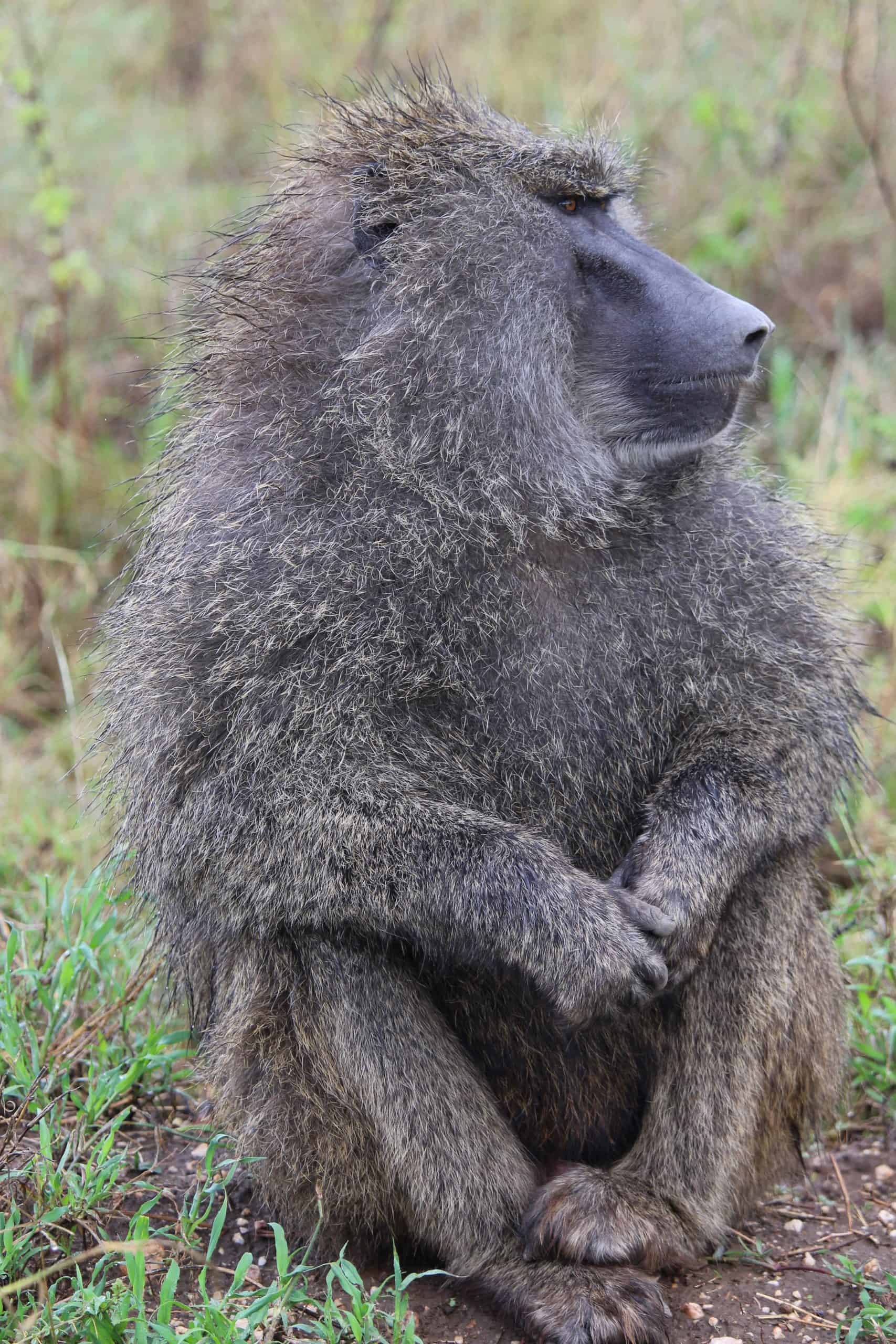 Baboon