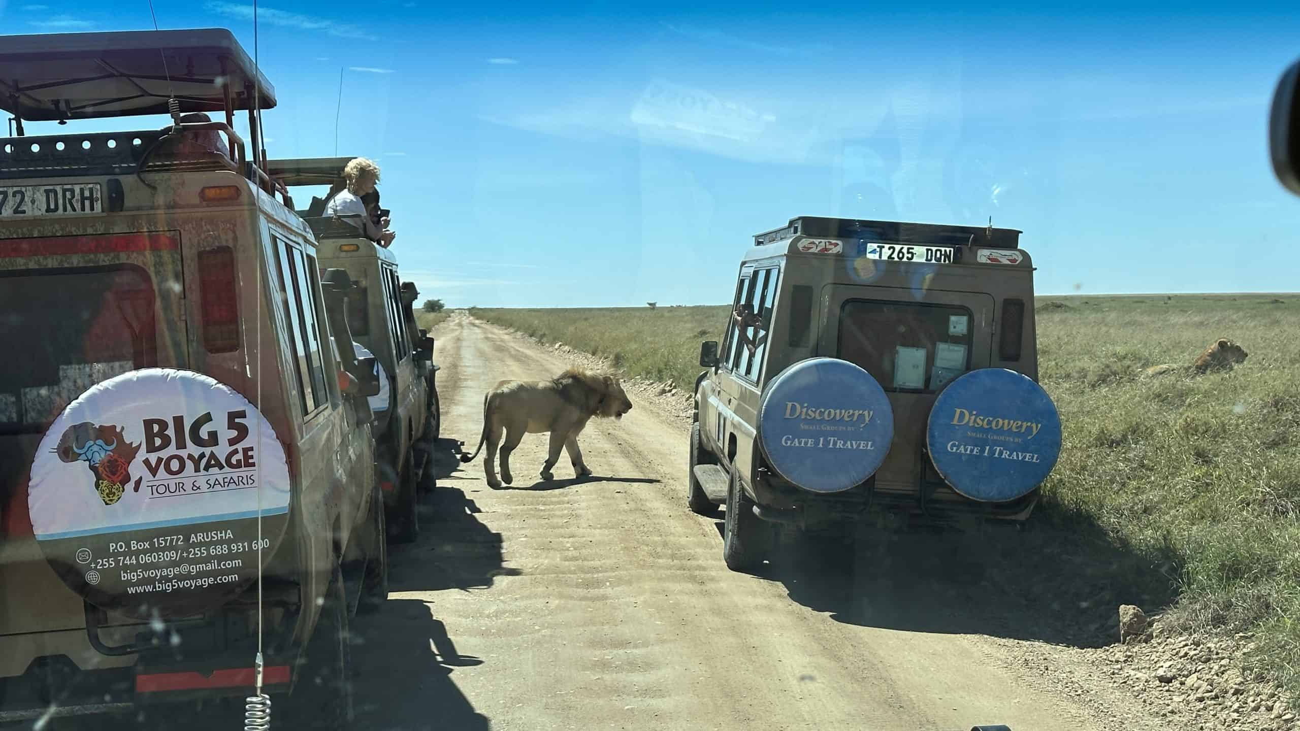 Wandering lion